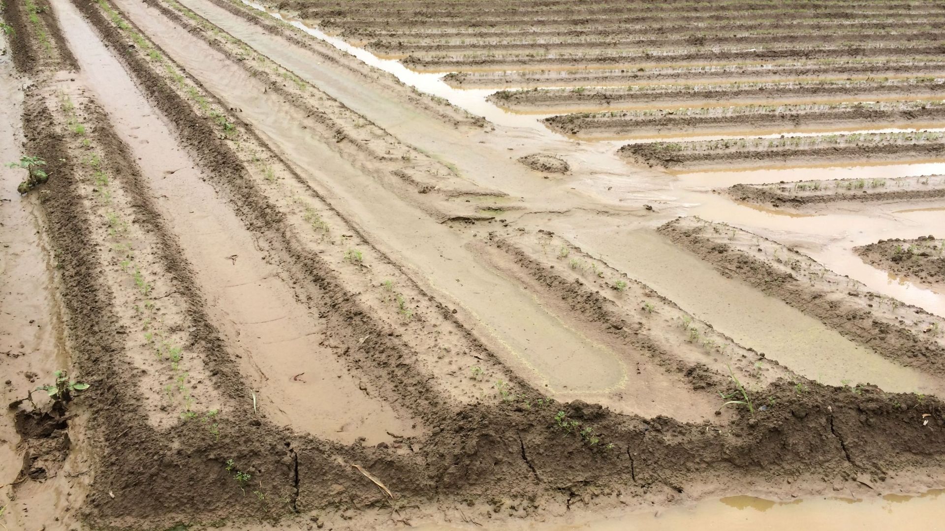 les-fortes-pluies-auront-des-consequences-sur-la-qualite-et-la-quantite-des-legumes
