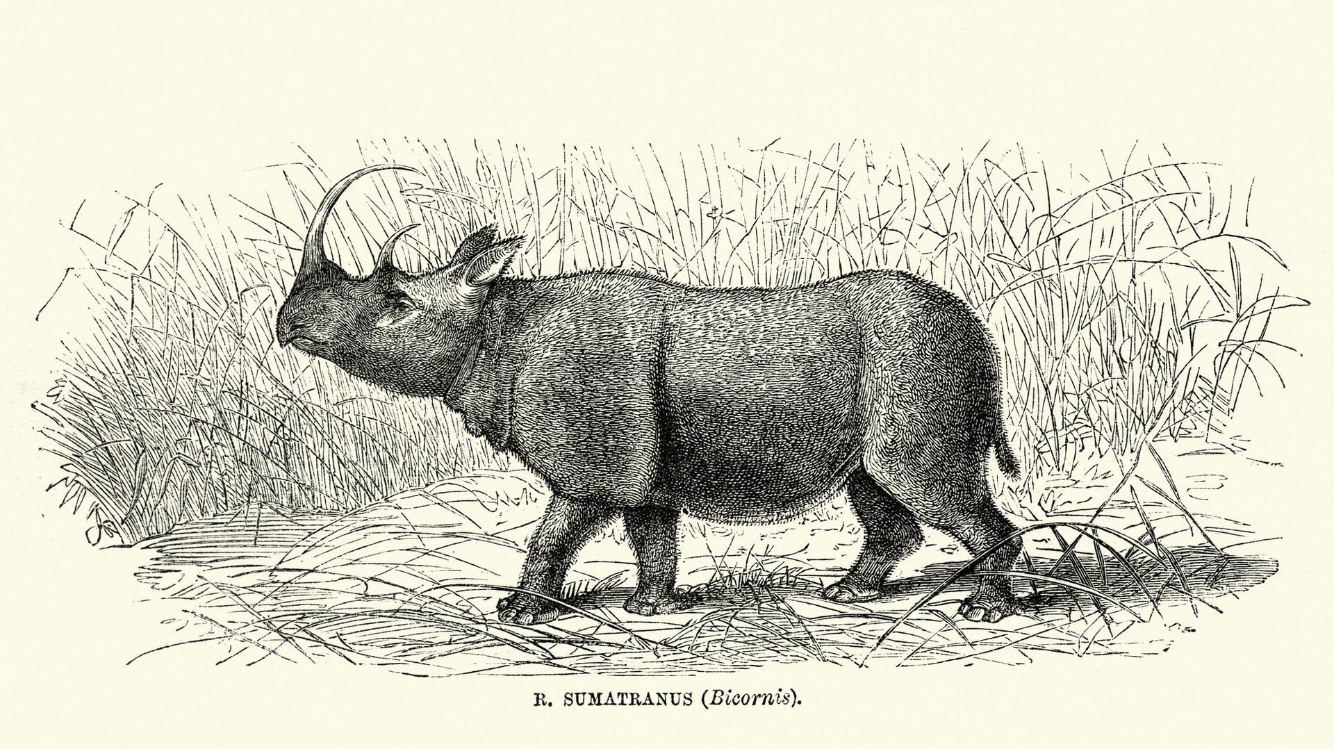 Le rhinocéros de Sumatra de Malaisie a disparu, les scientifiques tentent de le cloner