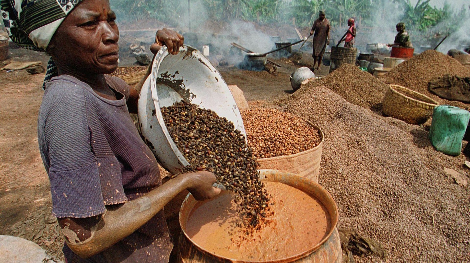 Des Ghanéennes préparent de l'huile de palme à partir de petits noyaux de graine de palme dans le village de Mankranso.
