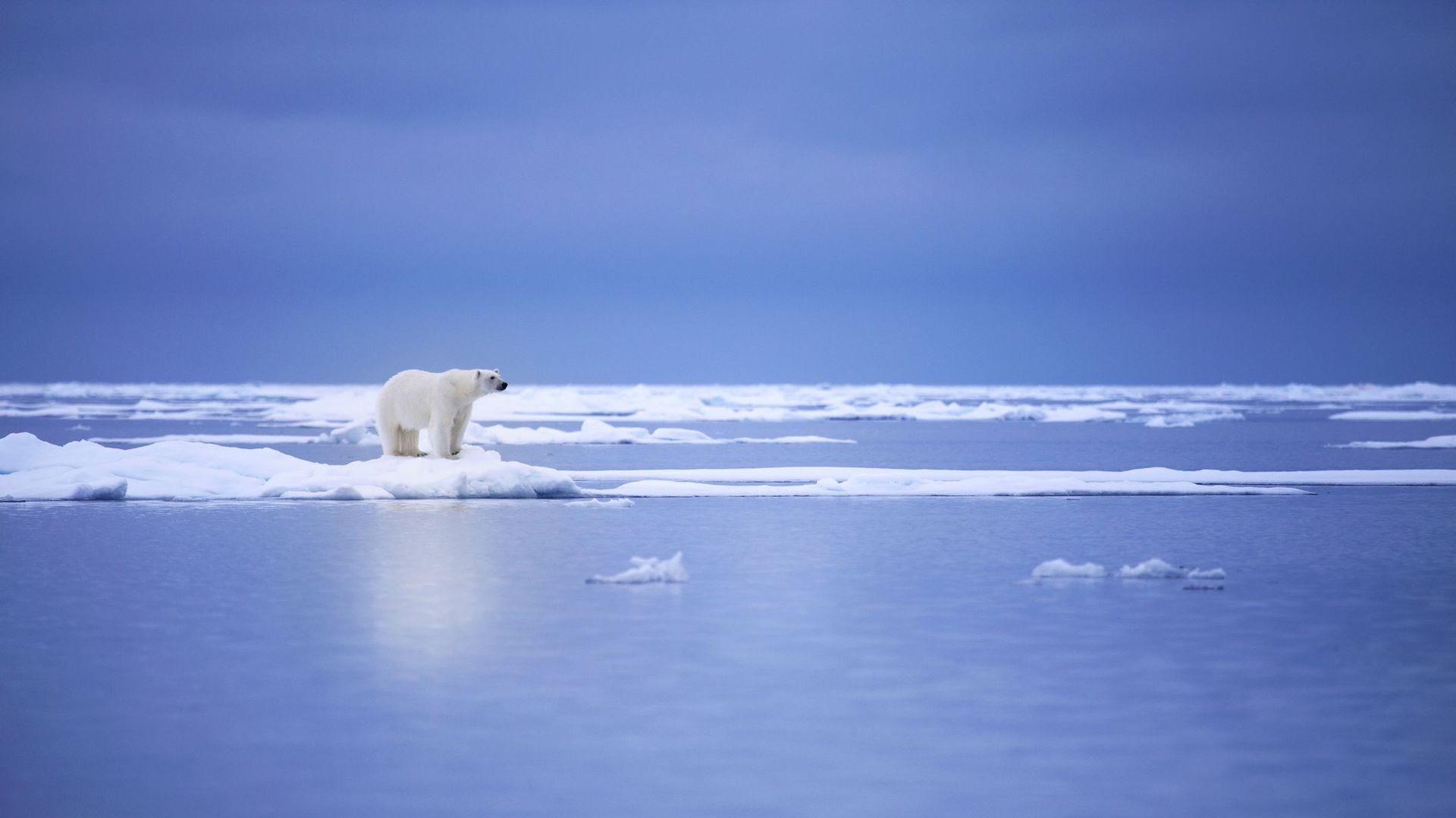 Un photographe animalier alerte le monde sur la chasse des ours blancs