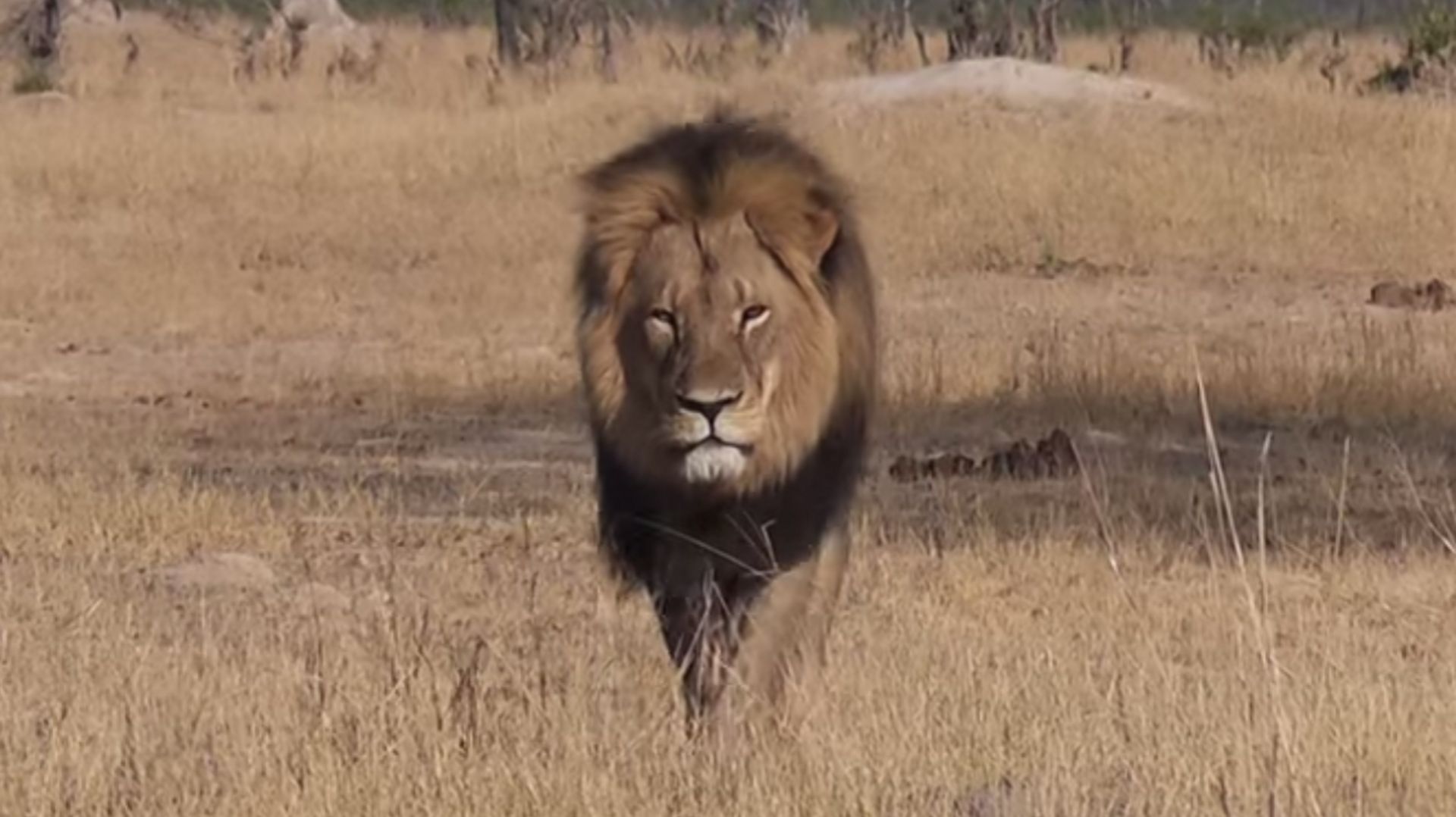 Zimbabwe un c l bre lion tu un chasseur et un fermier