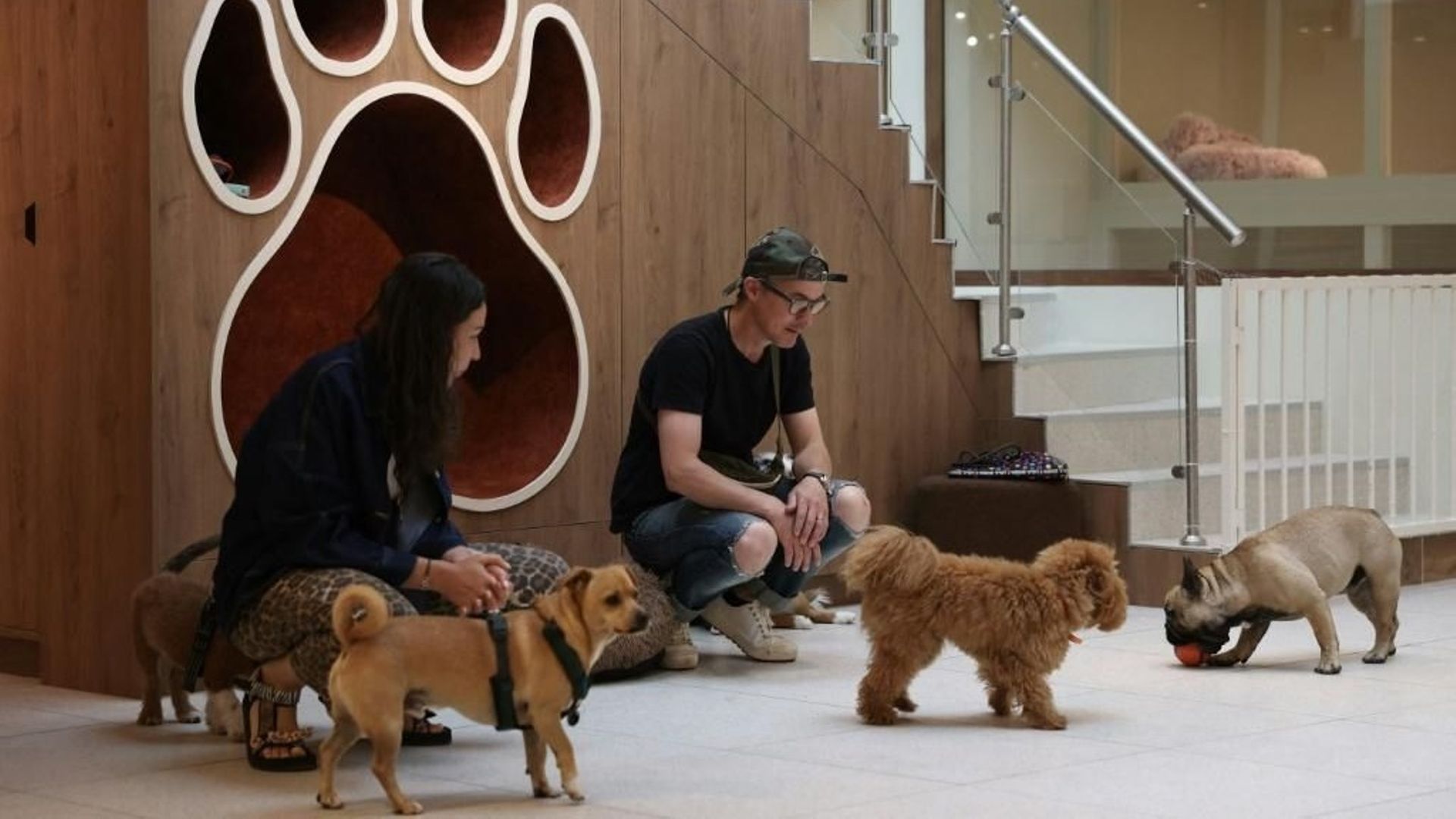 Les garderies pour chiens arrivent en Europe