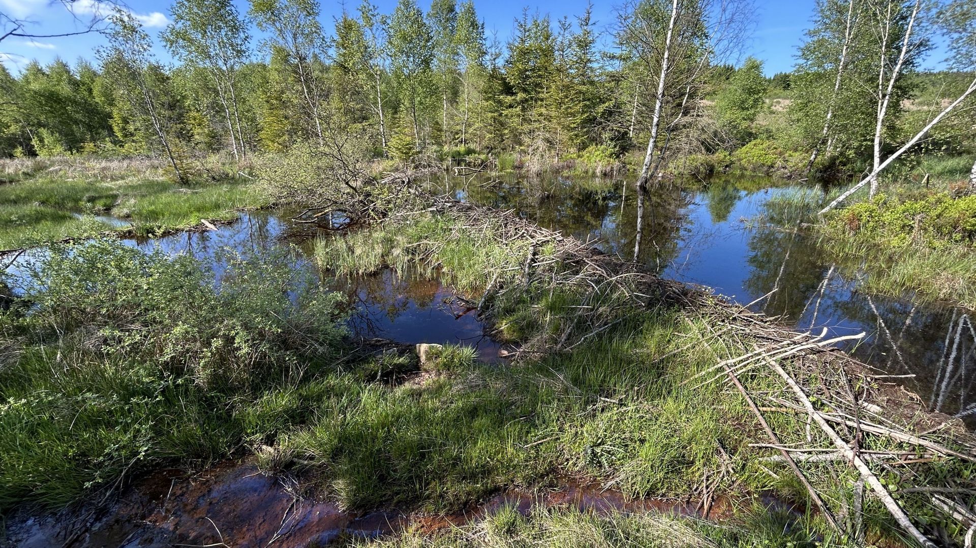 Investir dans la nature : un enjeu crucial pour Bruxelles
