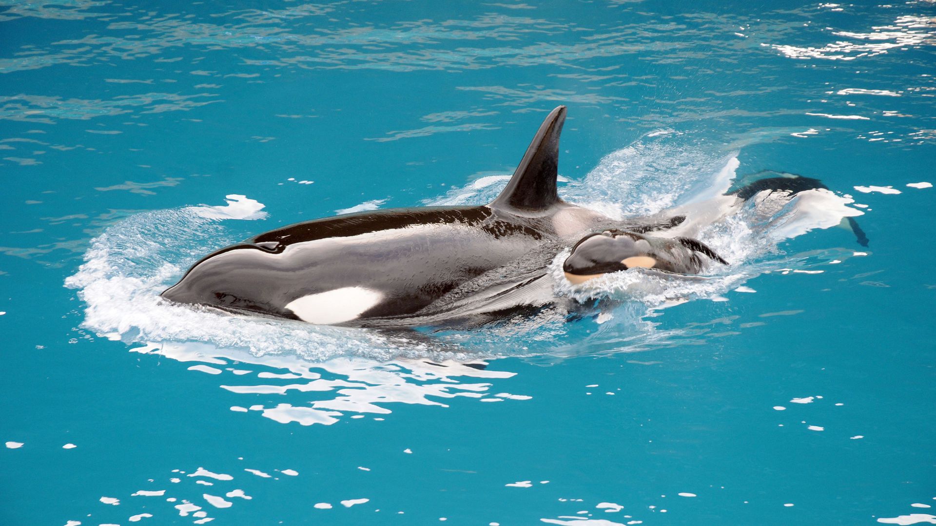 Les orques sont des mammifères marins appartenant au sous-ordre des cétacés à dents.  