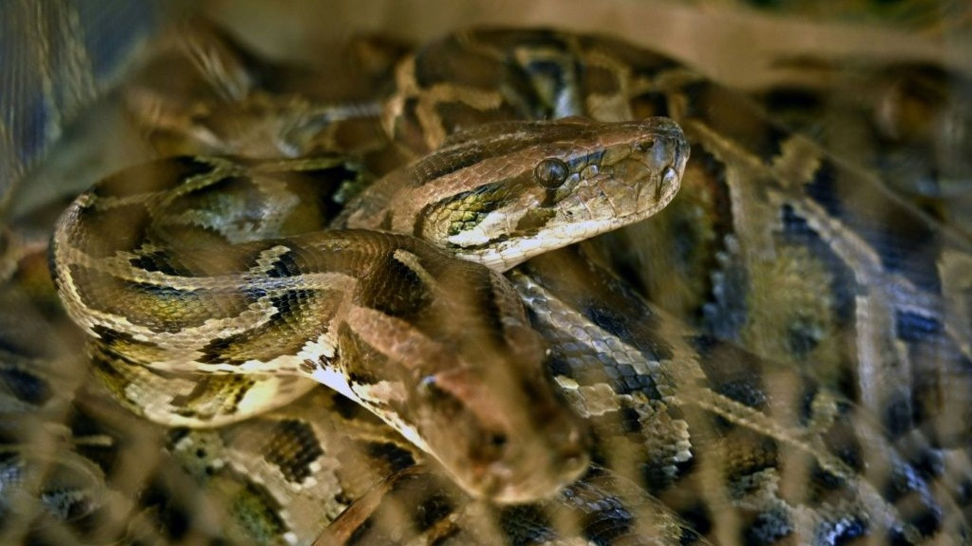 Des serpents dans un enclos du monastère bouddhiste de Twantay, à Rangoun.