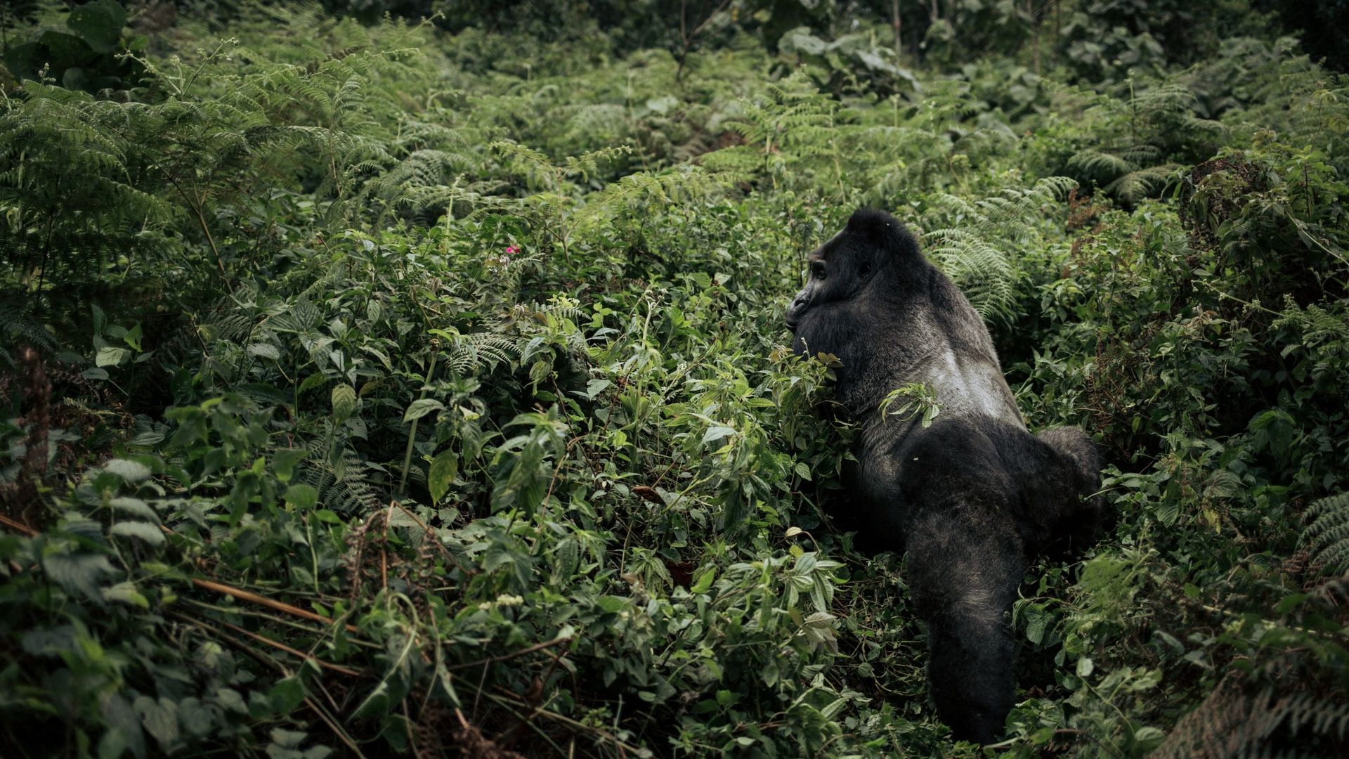 Un gorille de Grauer, une espèce en danger critique d'extinction