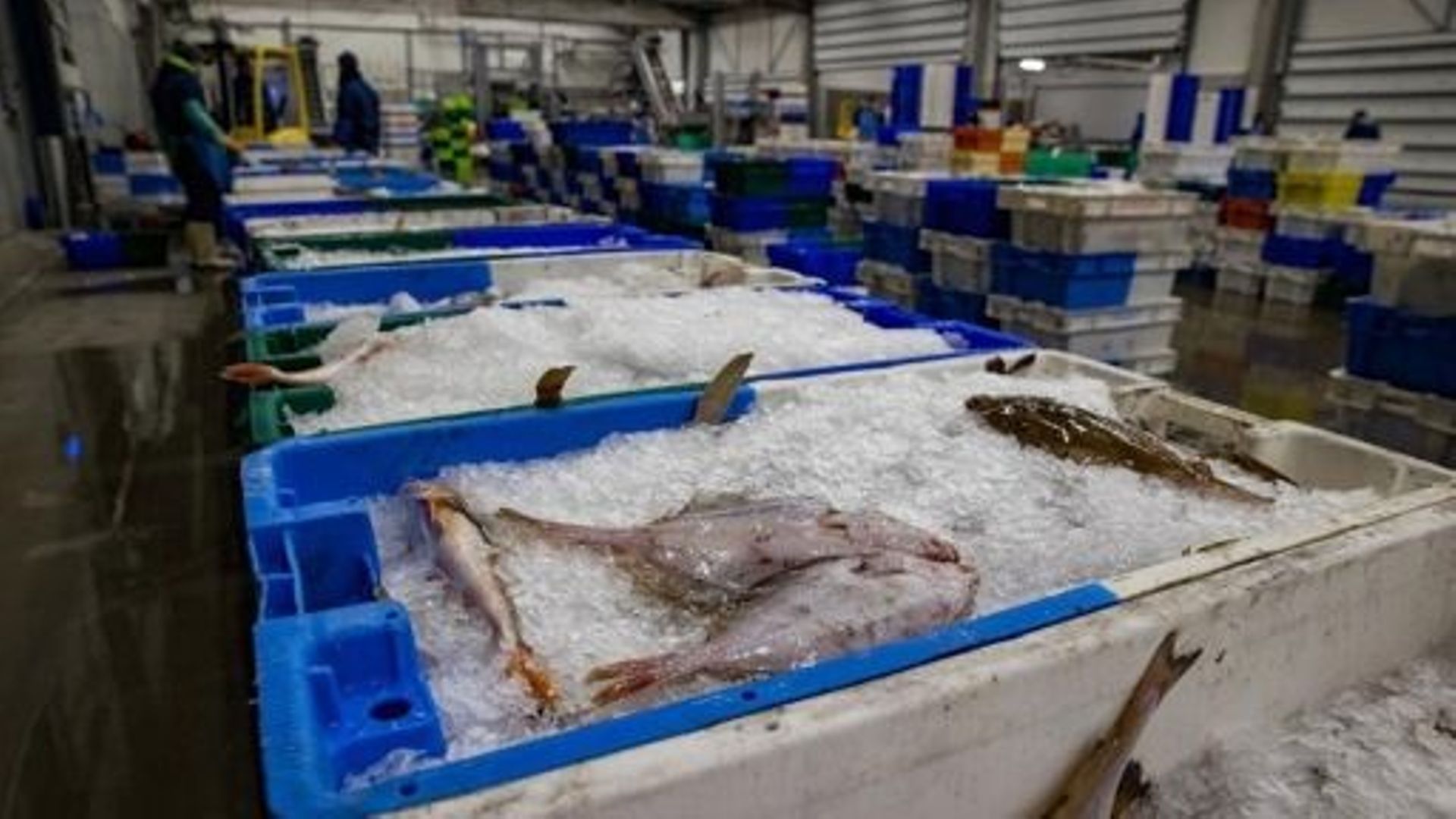 La photo d’illustration montre la vente aux enchères de poisson à criée à Zeebruges, vendredi 18 décembre 2020.