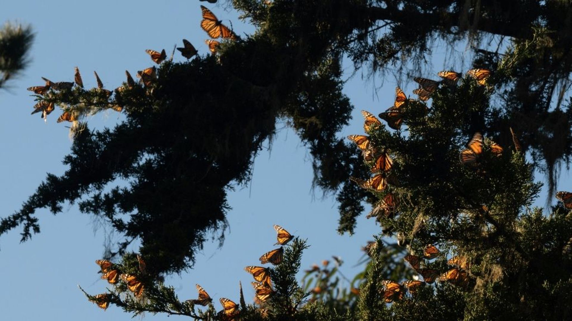Des papillons monarques hivernent au Pacific Grove Monarch Sanctuary le 26 janvier 2023