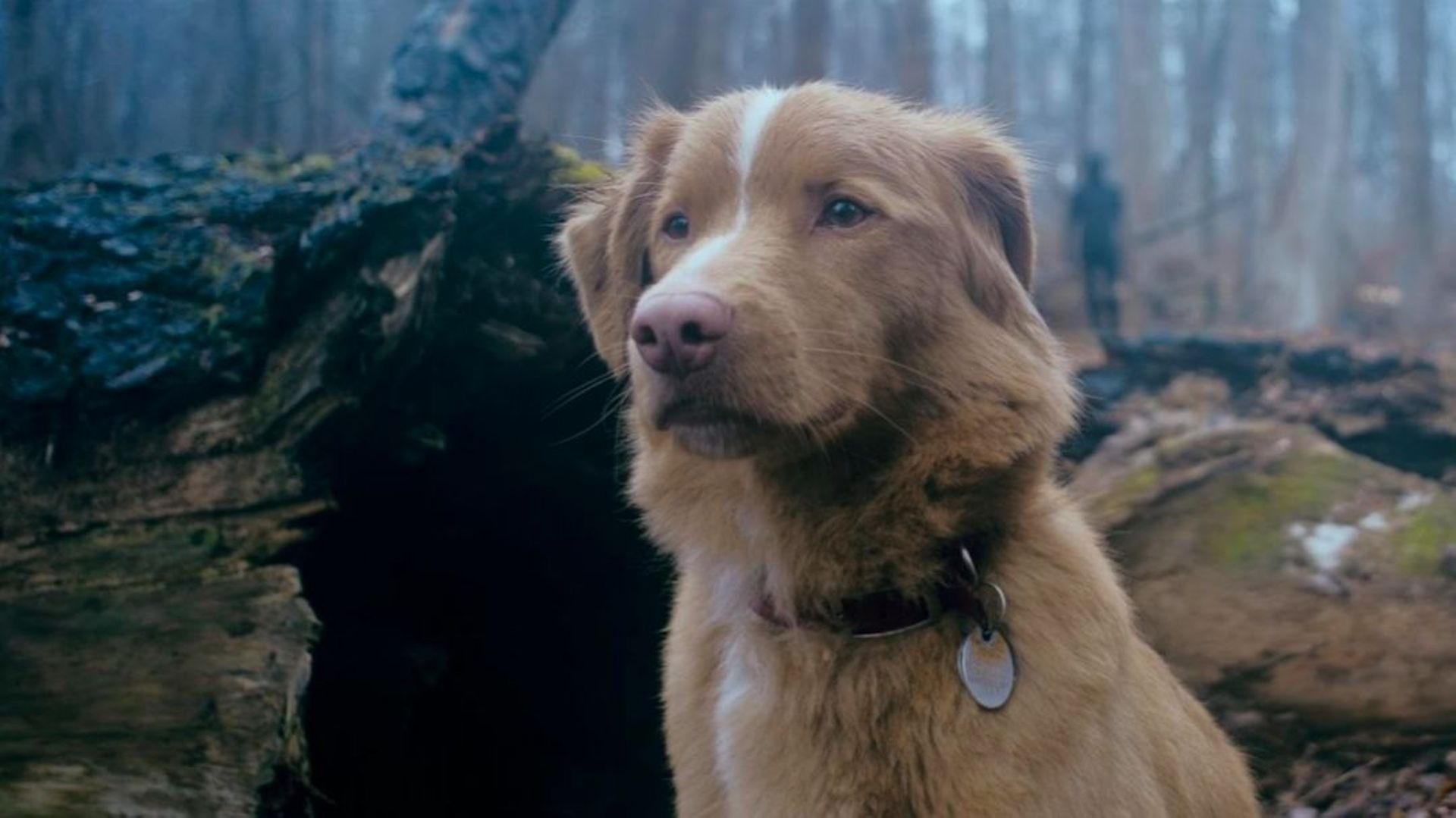 "Good Boy" : quand un chien devance des acteurs et actrices humains à une cérémonie de prix