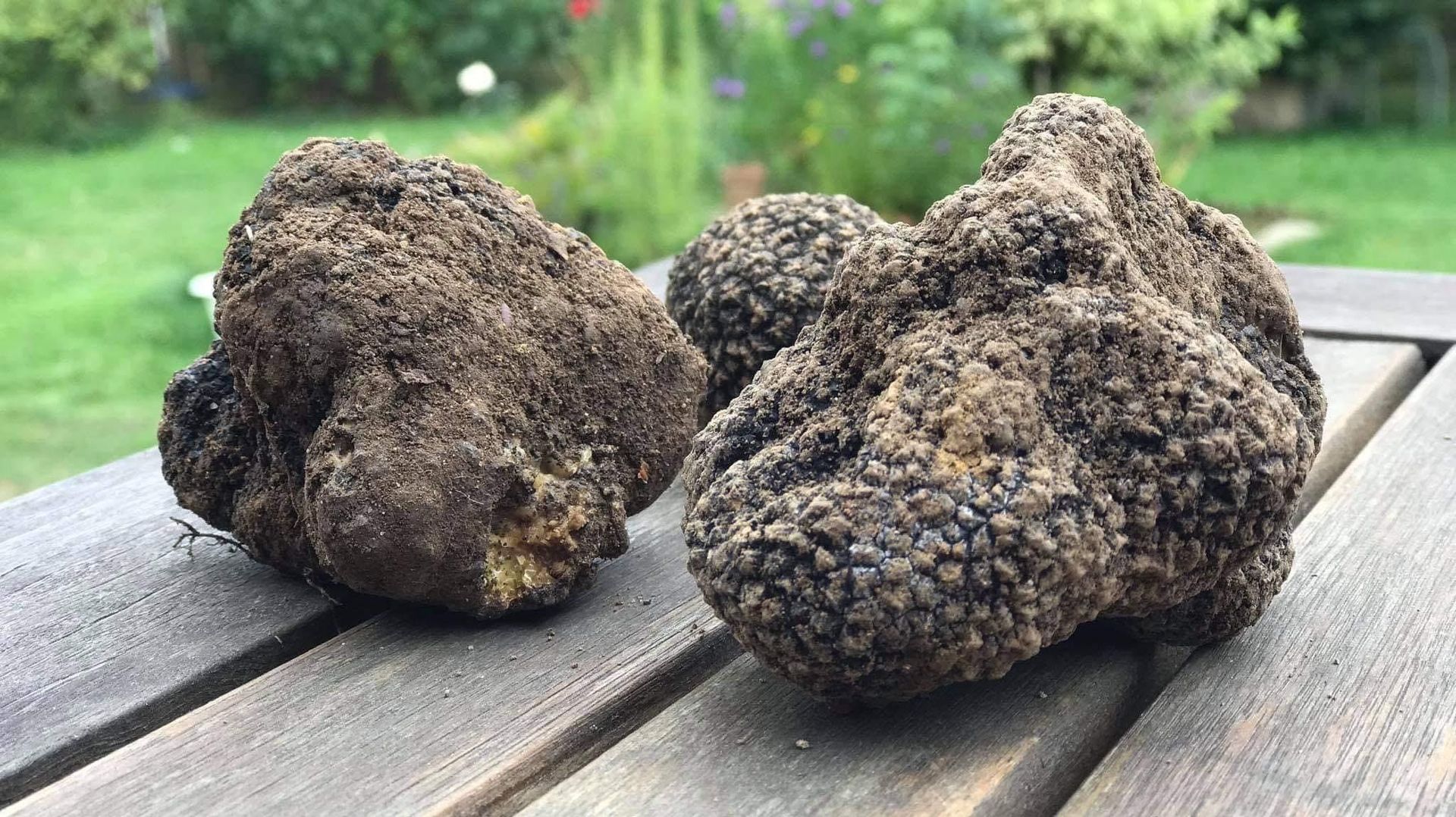 Des truffes belges dans votre jardin ? Oui c'est possible 