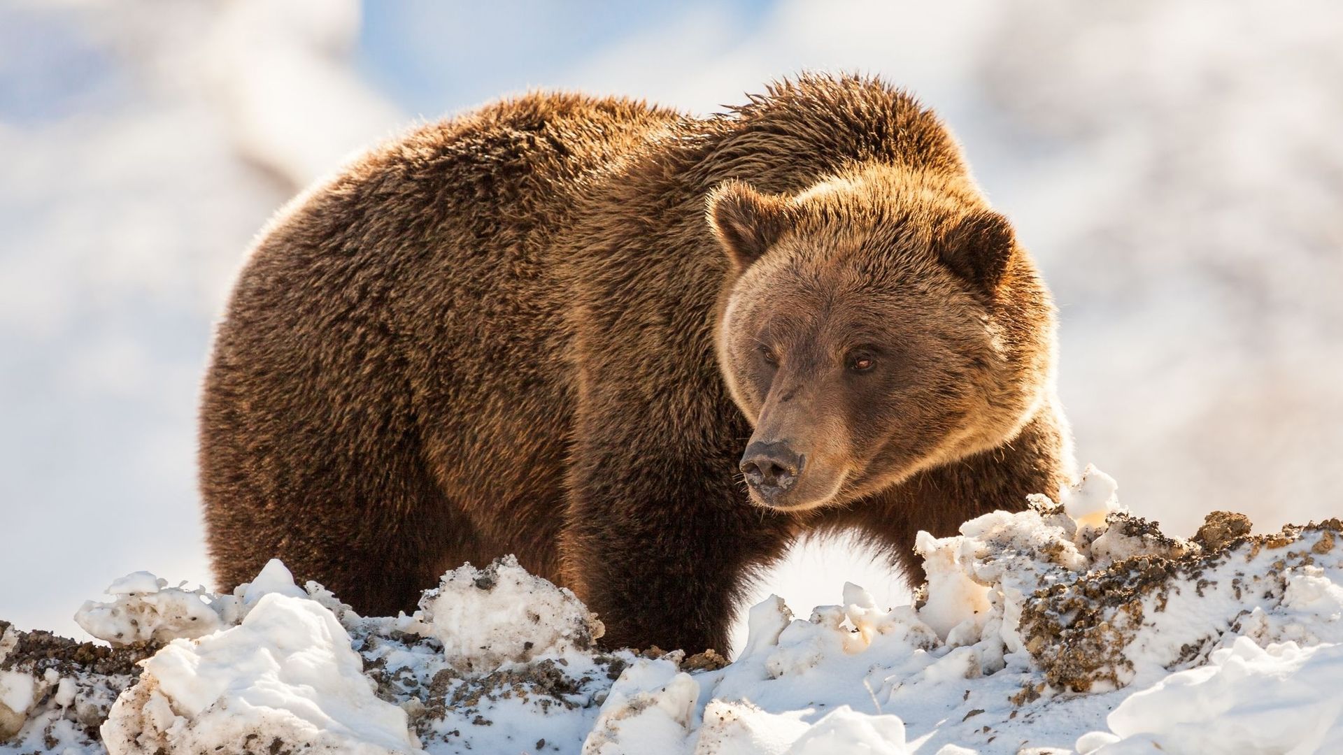 En Alaska, on élit l'ours brun le mieux préparé pour l'hiver.