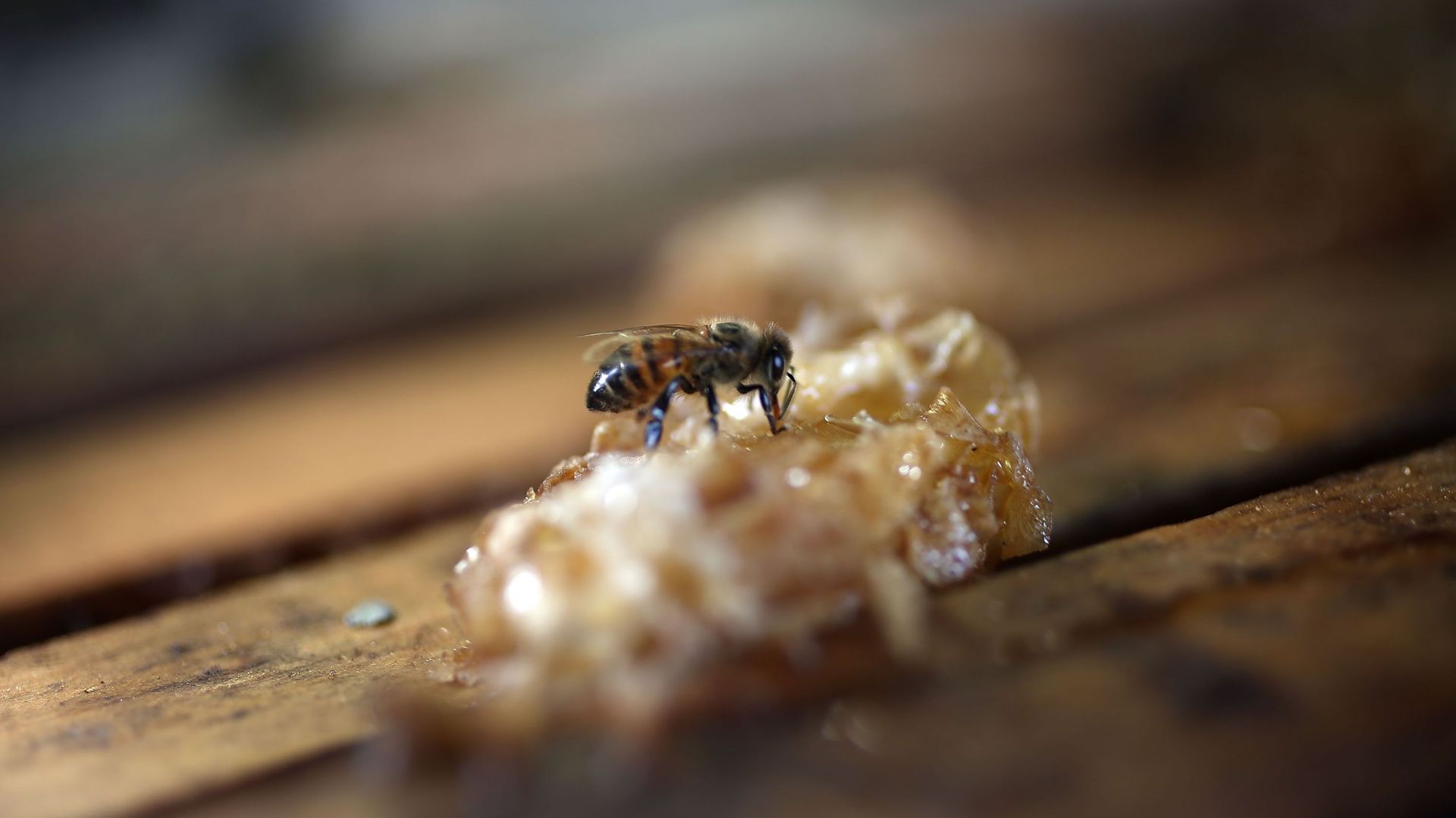 Un tiers des colonies d'abeilles a disparu après l'hiver selon la Fédération Apicole Belge