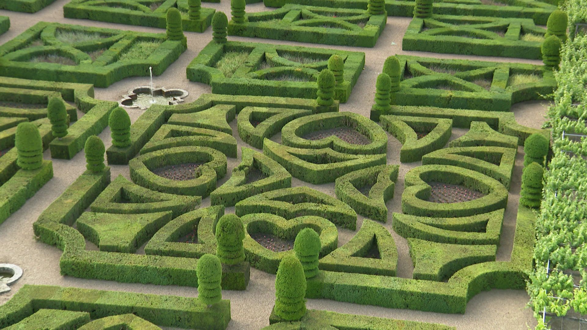 Les parterres du jardin de l'amour du château de Villandry (Centre-Val de Loire) sont réalisés avec des buis.