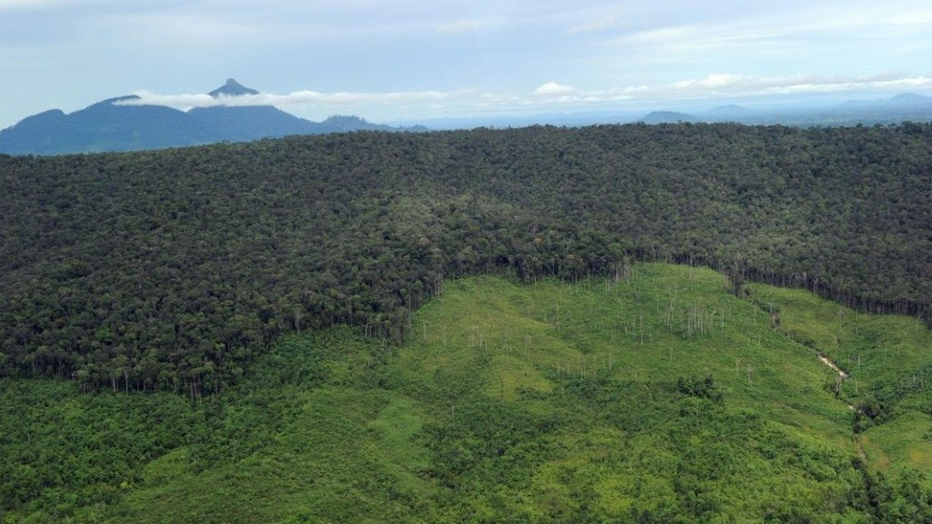 Forêt sur l'île de Bornéo en 2010. 
