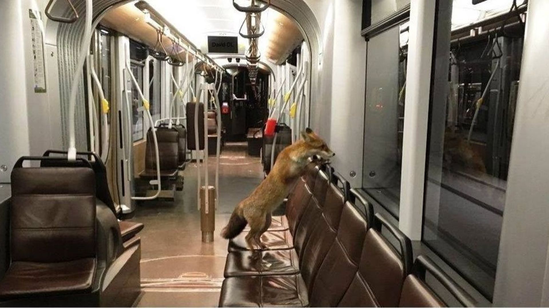 un-renard-photographie-dans-le-tram-a-uccle