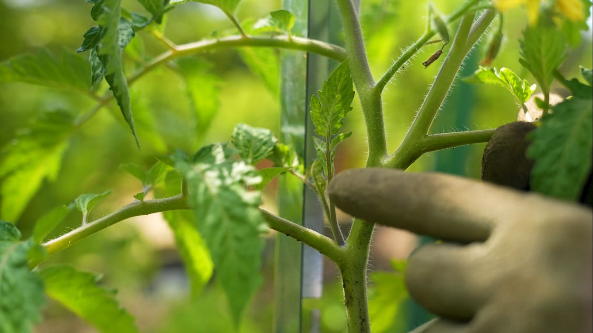 Entretenir Plant De Tomate