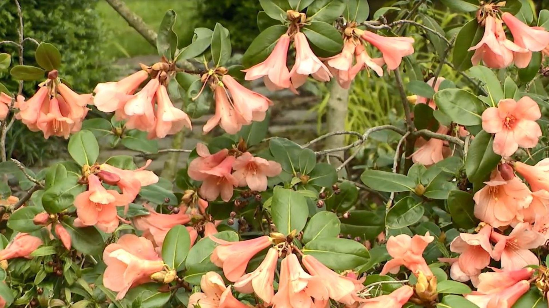 Il existe plus de mille espèces de Rhododendrons dans le monde dont huit en Europe