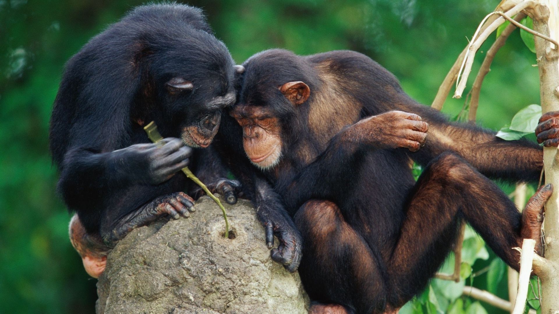 Les chimpanzés utilisent des outils pour casser les noix.
