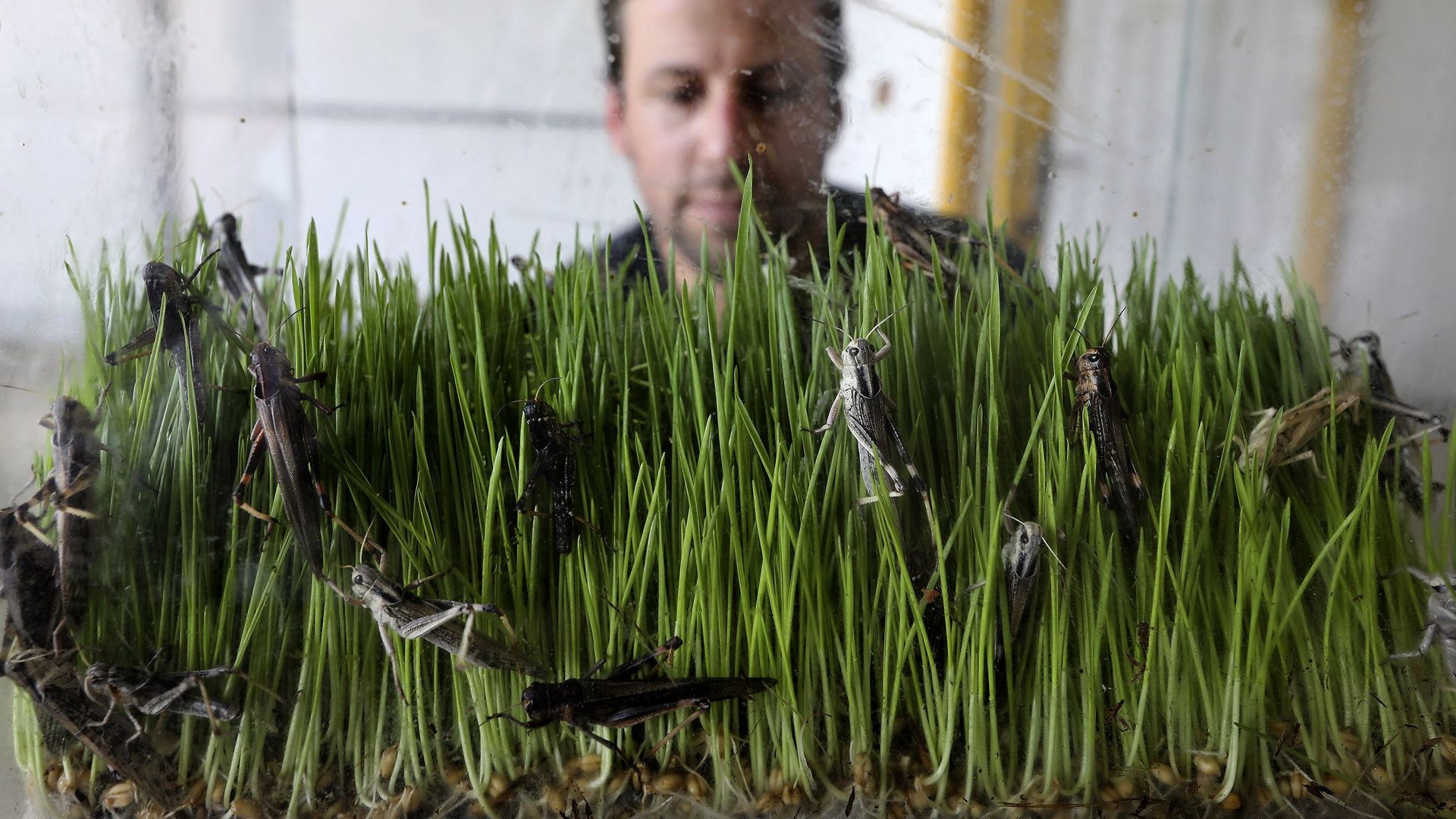 Une entreprise israélienne ambitionne d'être la première à commercialiser des sauterelles à grande échelle.