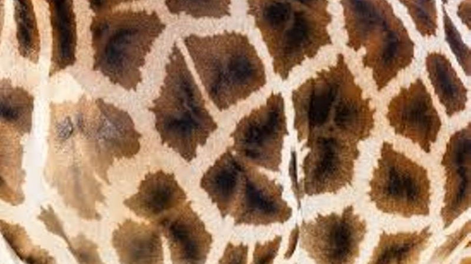 La girafe, un animal sauvage - Photos Futura