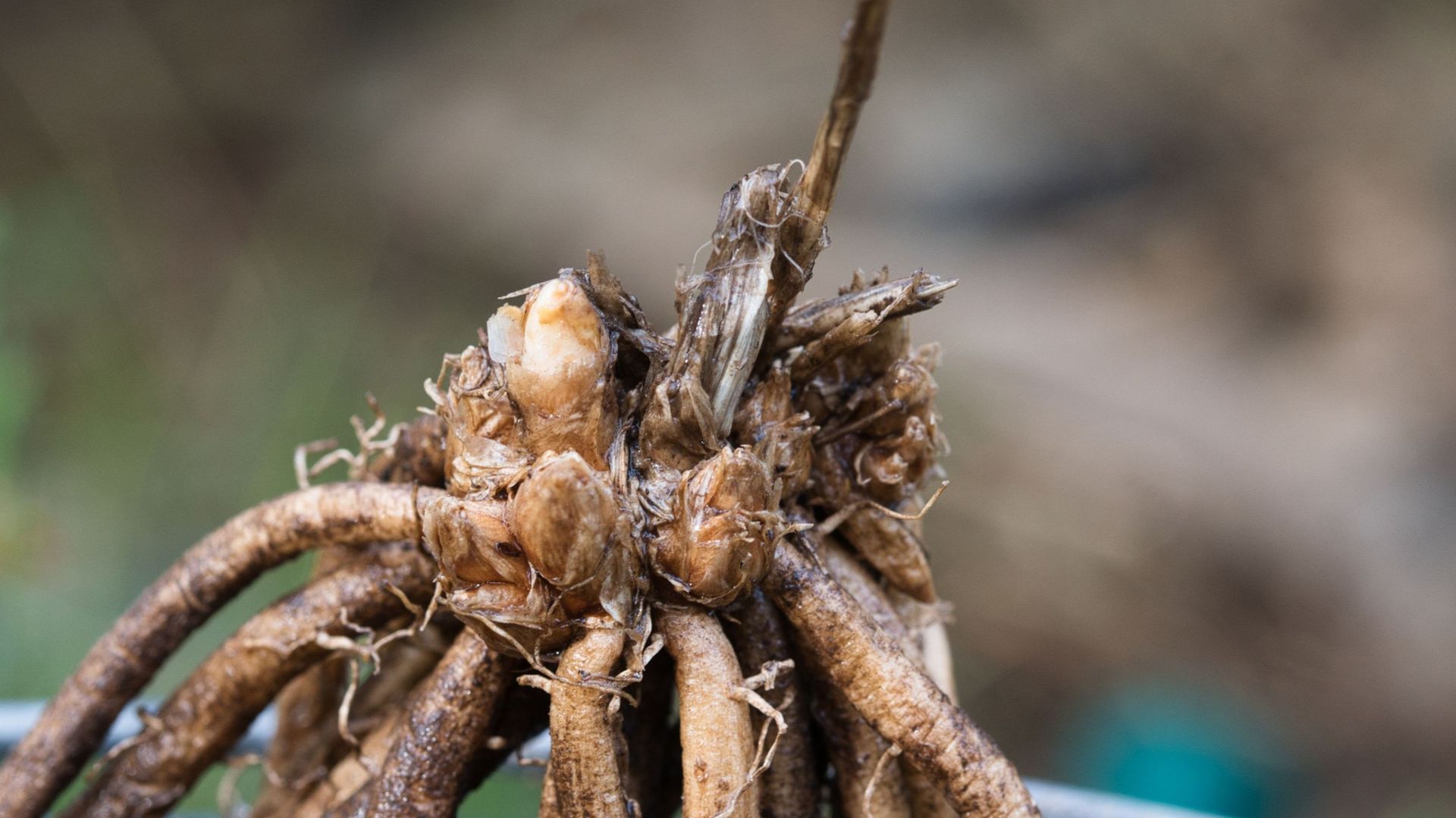 Plantez des griffes d’asperges au potager et récoltezles trois ans — free download