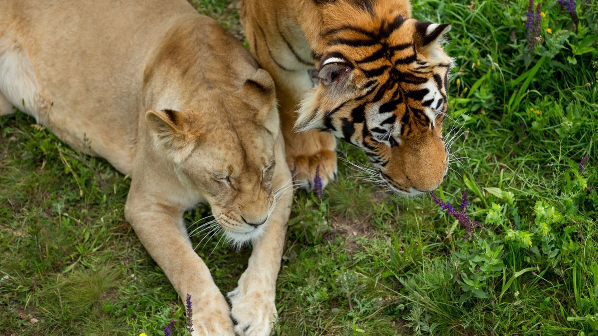 À la rencontre du ligre, un croisement entre un tigre et...un lion. Jusqu'où ira la cupidité de l'homme?