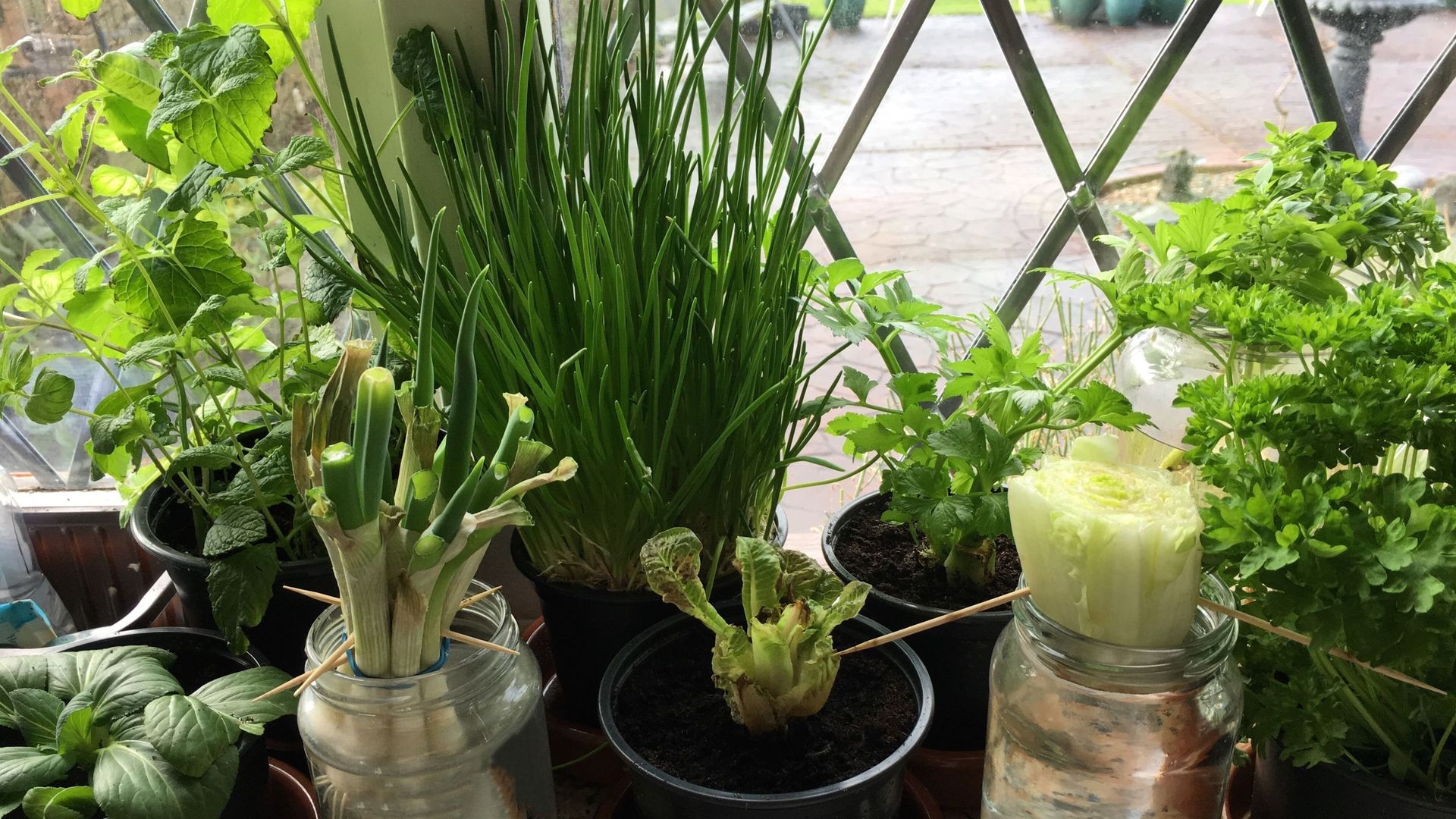 Plantes et légumes insolites à faire pousser chez vous !