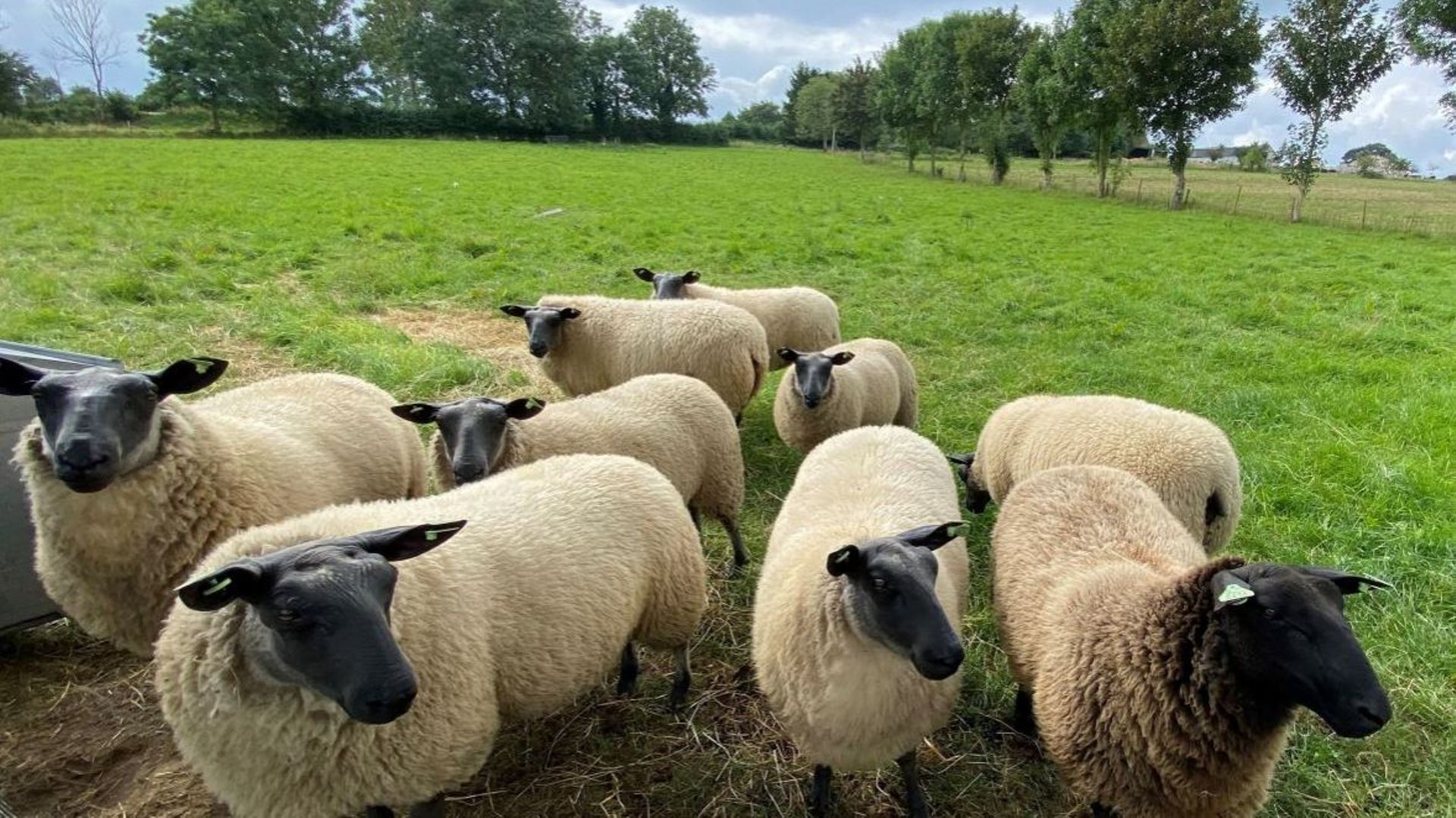 Bates Agricultural Exhibition: evidenzia il settore ovino in rapida espansione