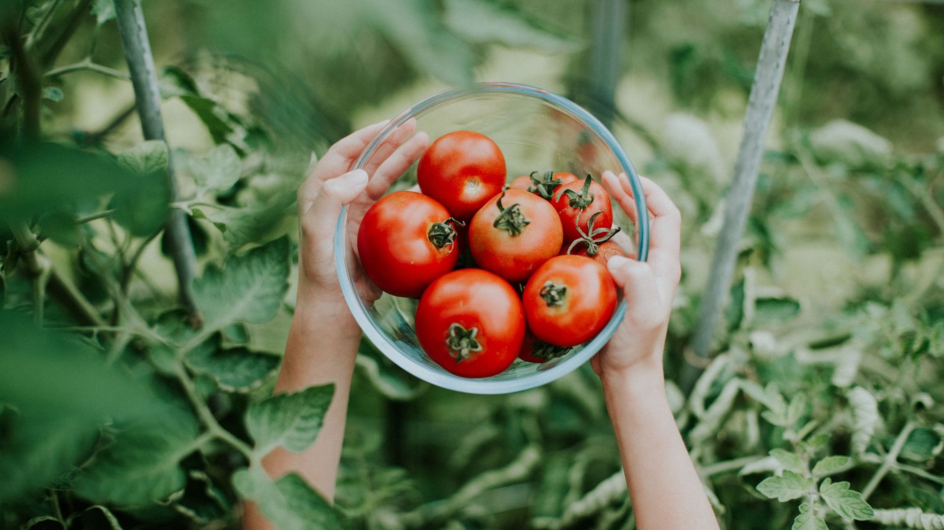 la-tomate-quelques-recettes-pour-bien-la-planter-et-la-manger