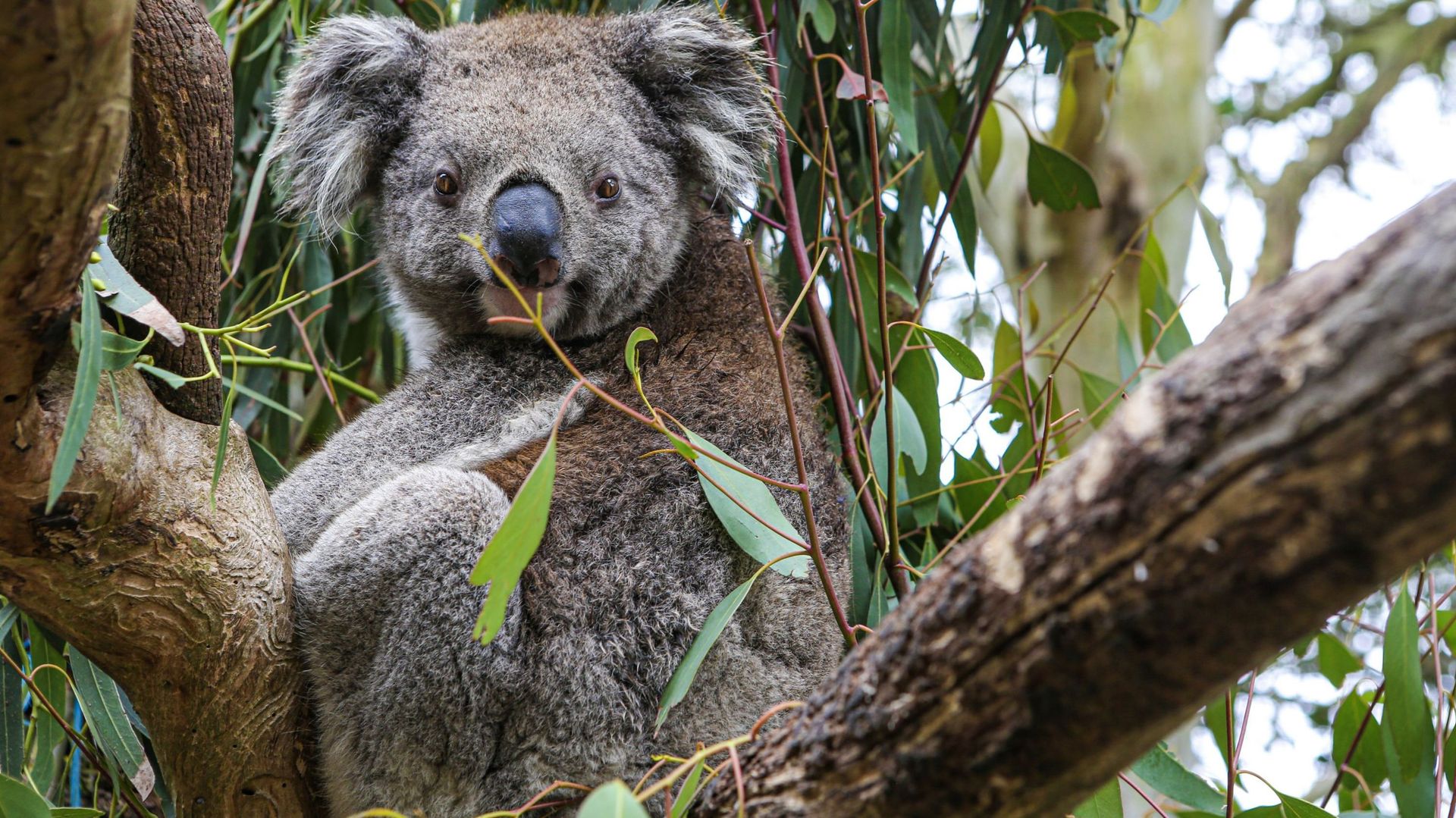 Après les incendies géants en Australie, un koala grièvement blessé retourne dans la nature