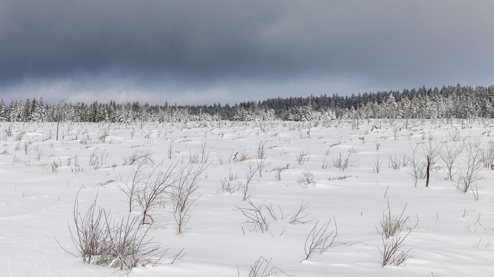 Les Carnets Nature : nourrir les oiseaux en hiver 