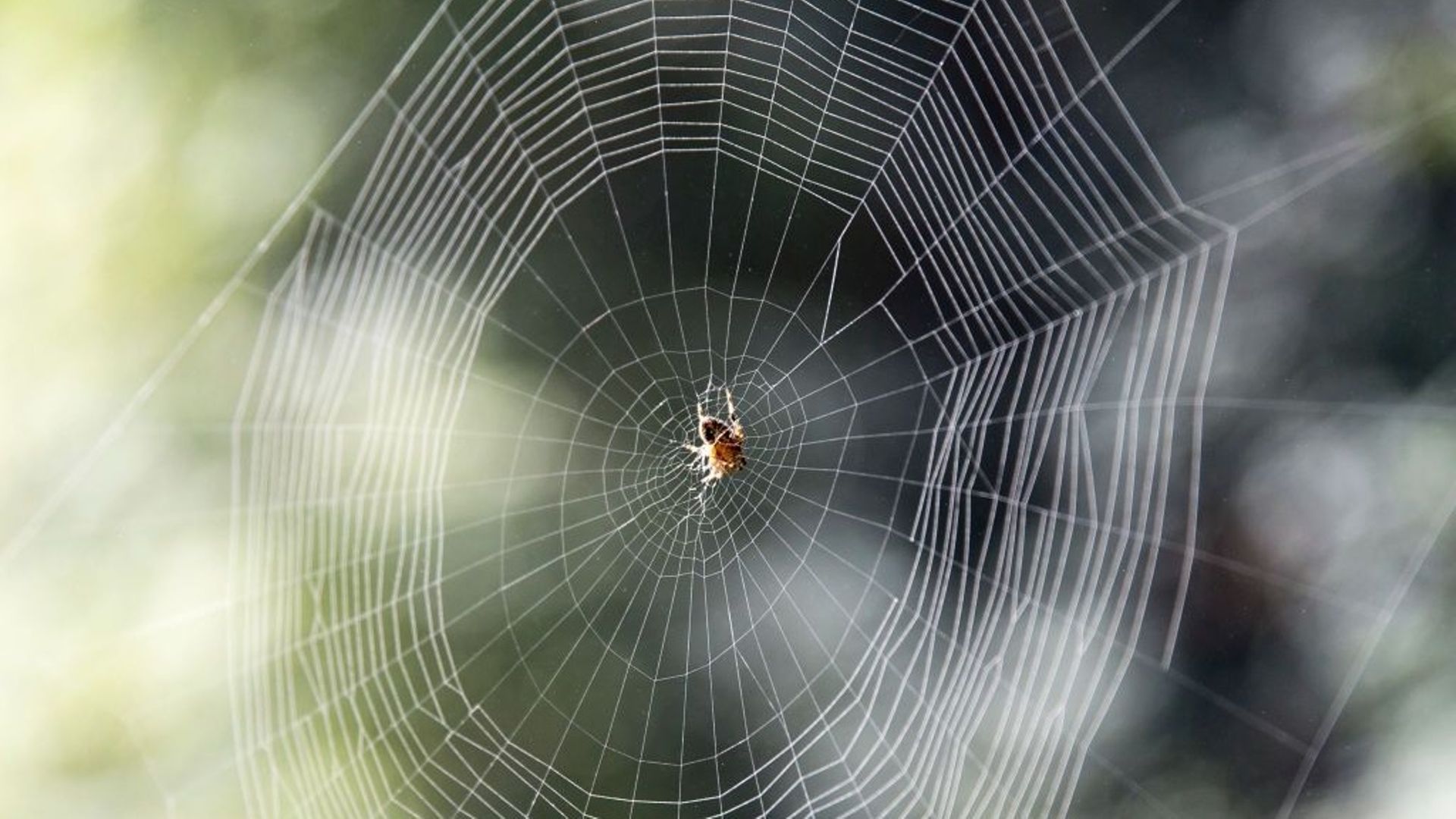 Peur des araignées : une phobie de plus en plus répandue ? - RTBF Actus