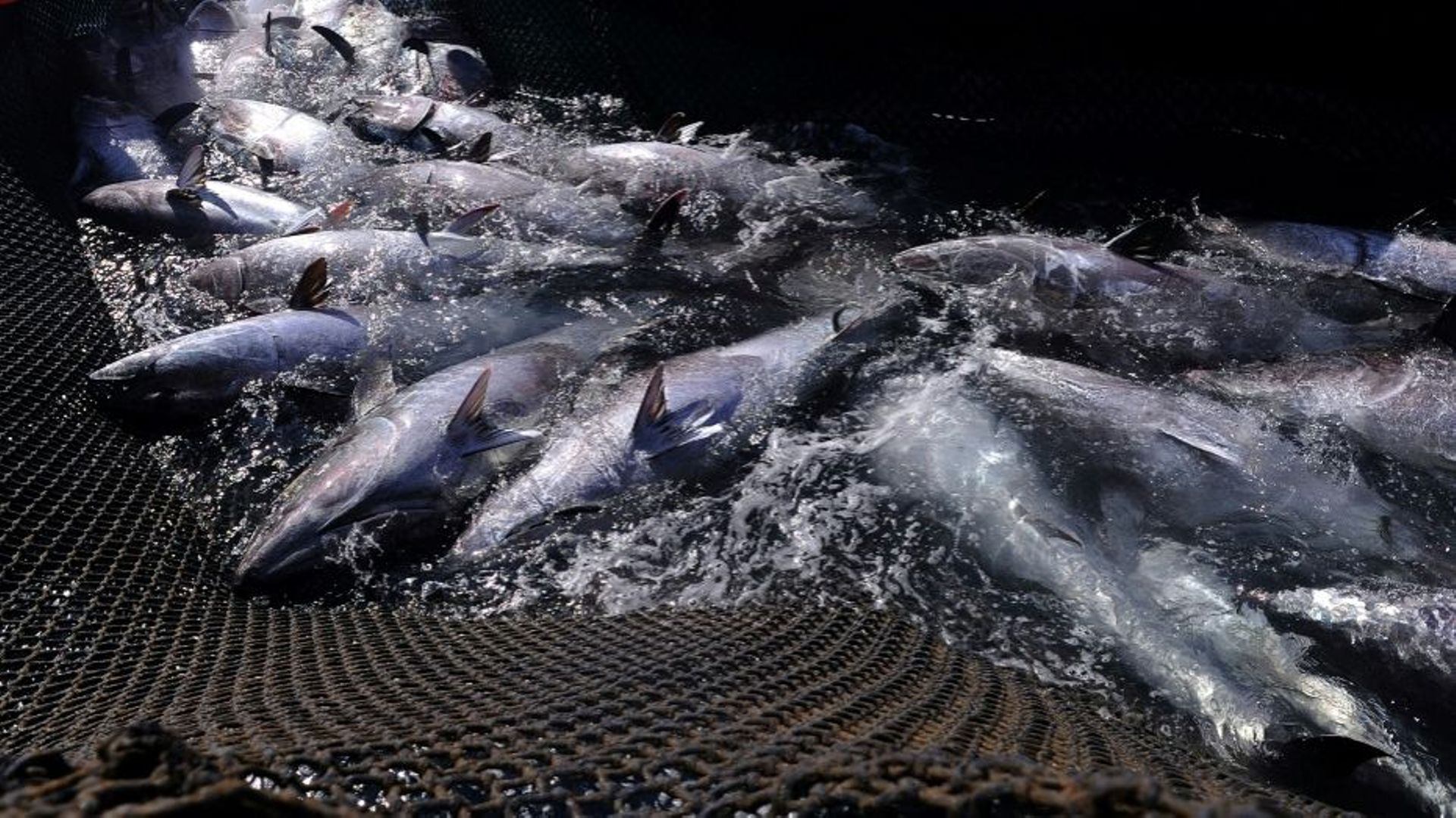 Après avoir failli disparaître, le thon rouge de Méditerranée a repeuplé la mer à force de quotas et contrôles draconiens