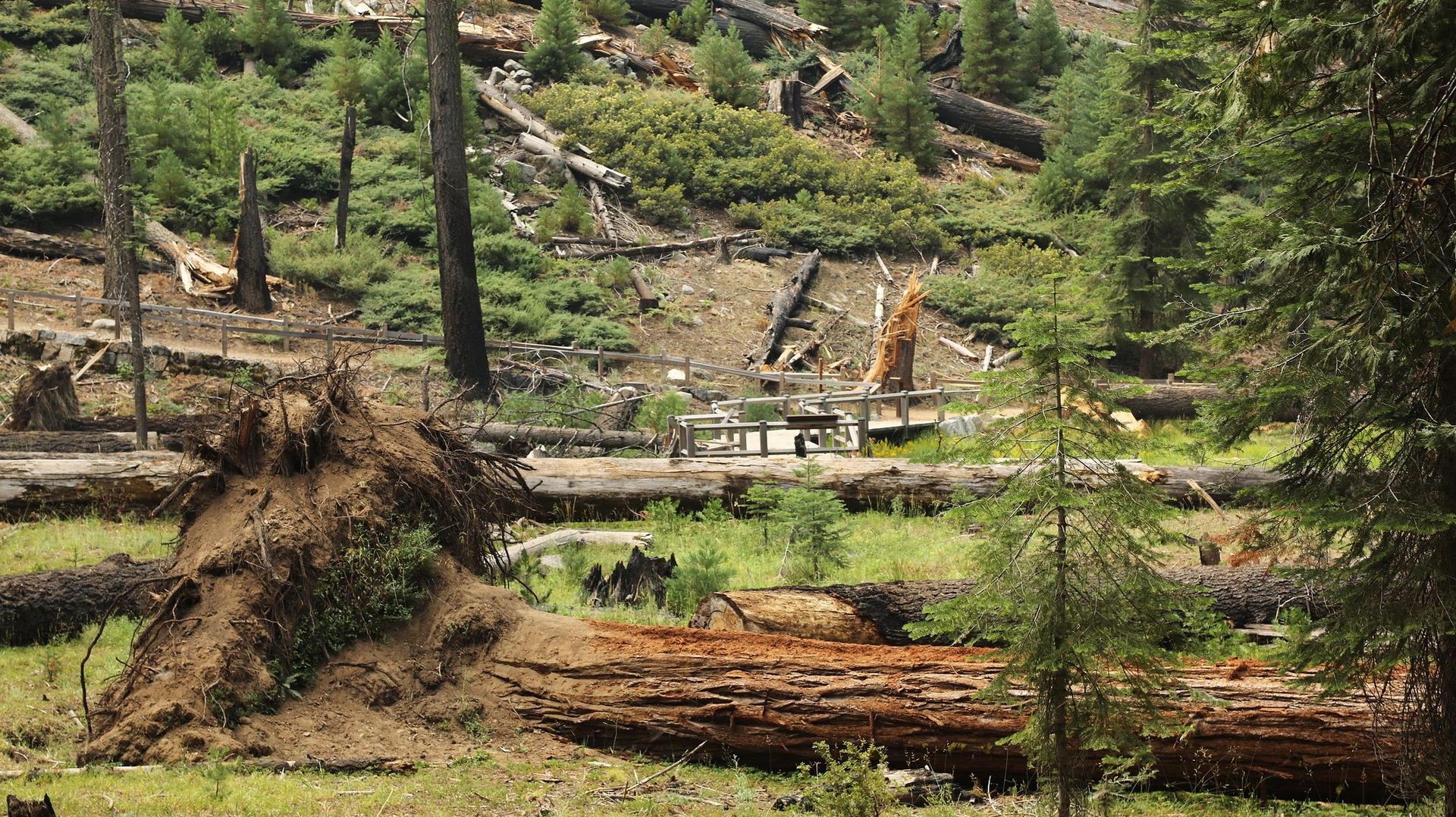 Séquoias géants tombés à Yosemite