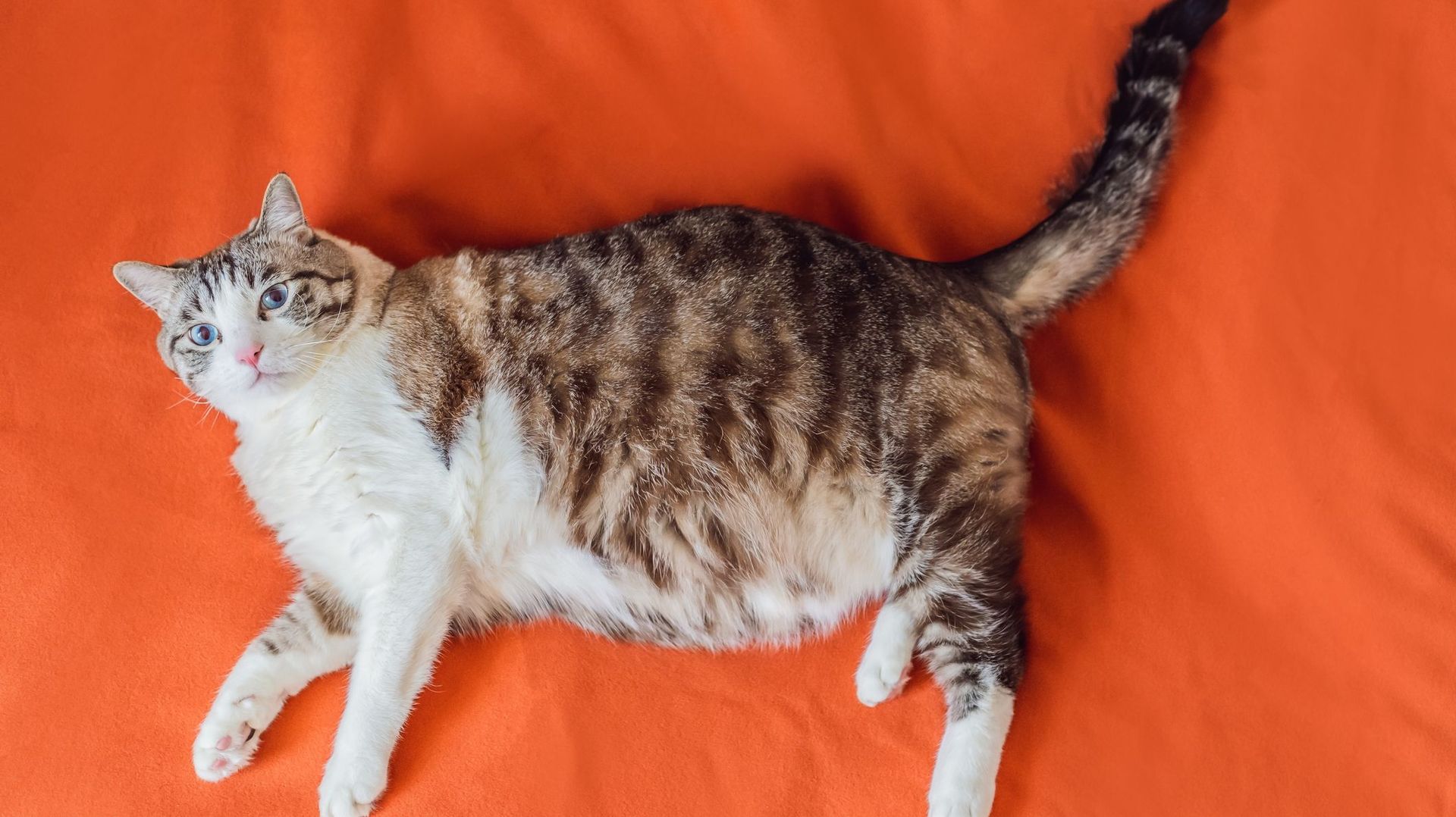 Mon chat a le ventre qui pend fautil le faire maigrir ? RTBF Actus