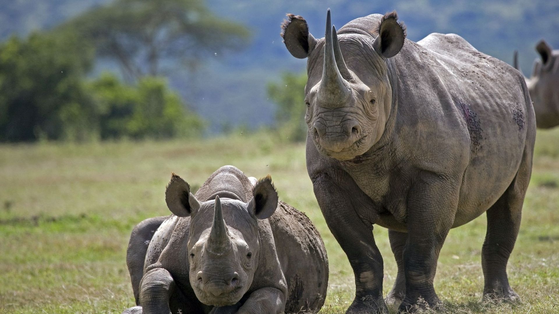 "Vulnérable" ou "en danger critique d'extinction" en Afrique.