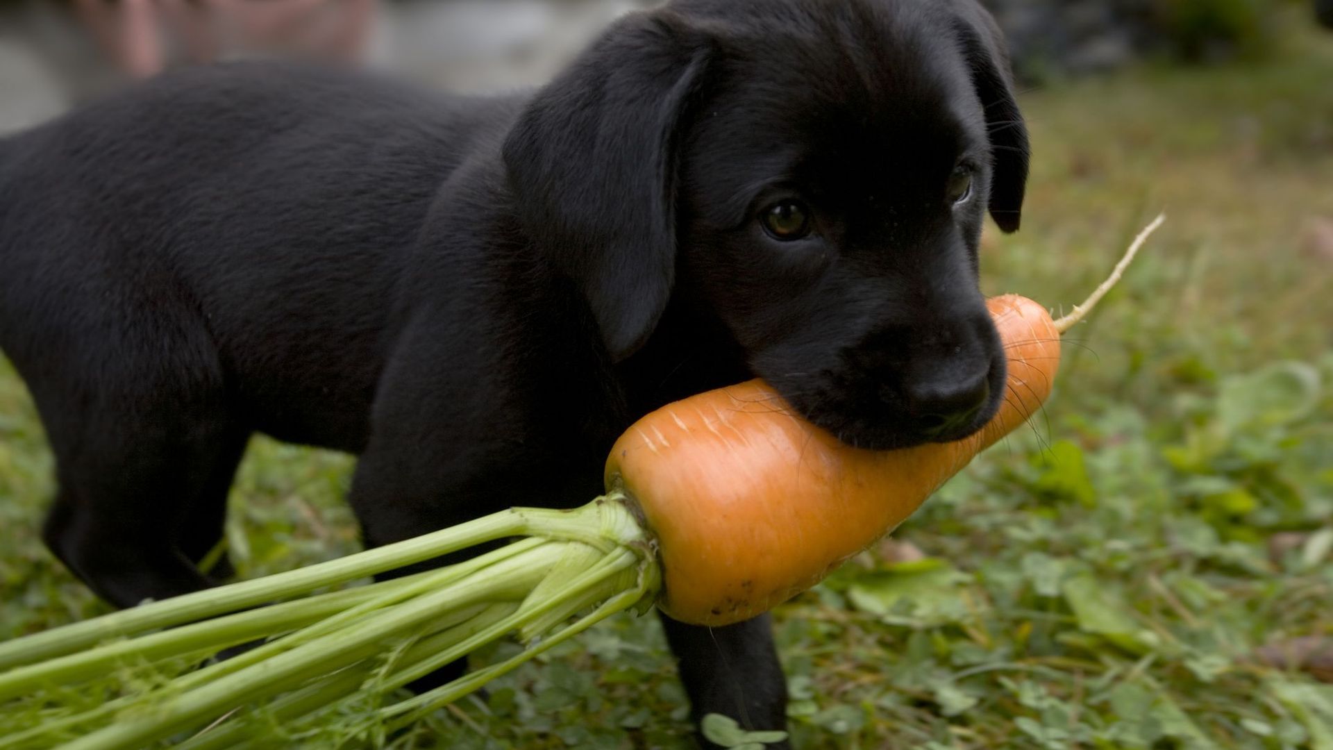 Je ne mange pas de viande : quelles alternatives pour mon chien ?