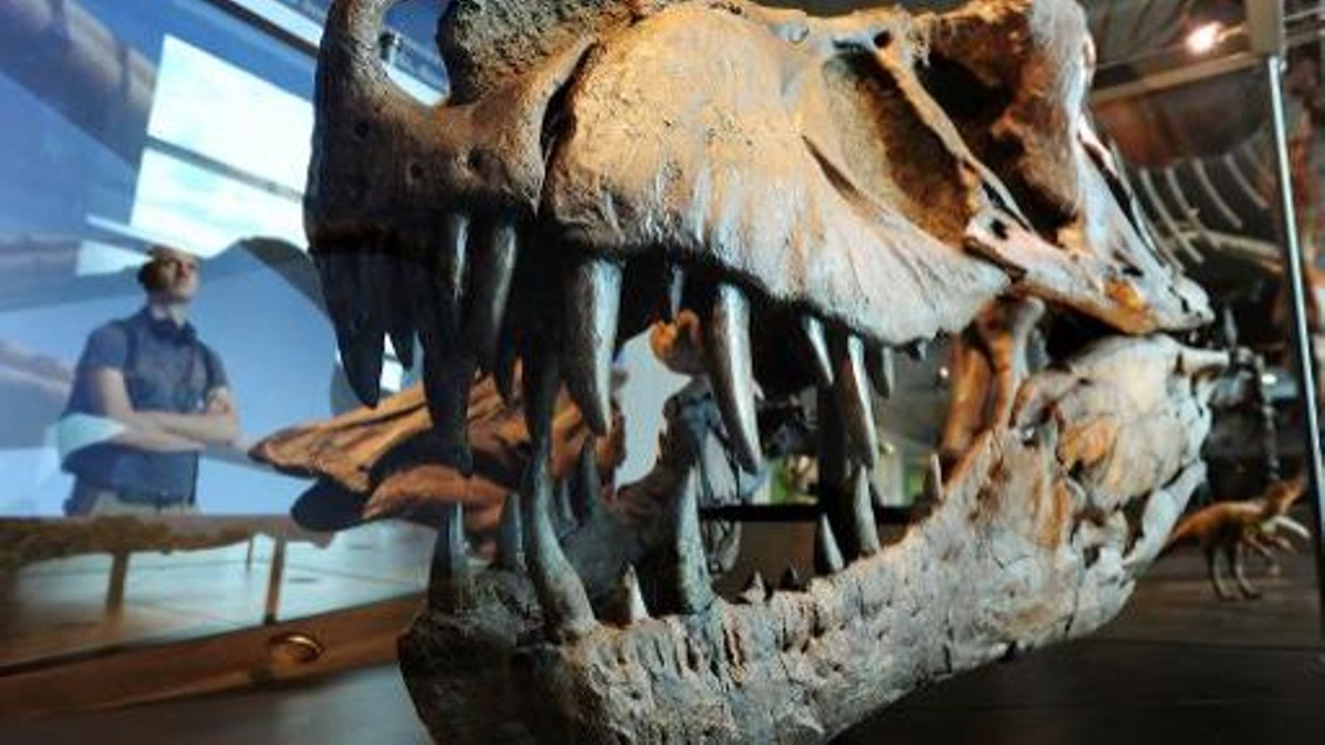 Le squelette d'un Tyrannosaurus rex dans un musée de Los Angeles