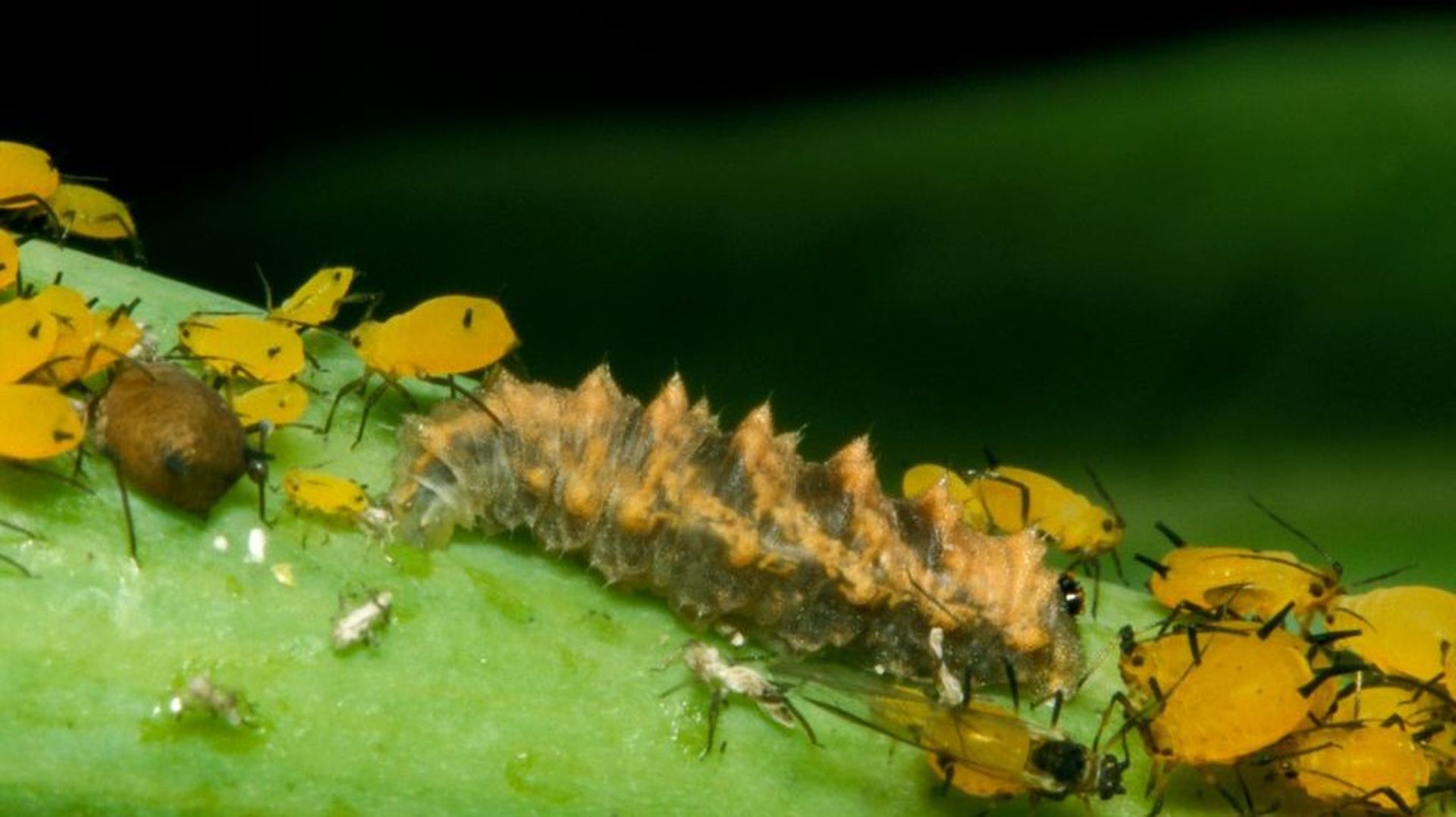 Découvrez les syrphes des pollinisateurs et antipucerons naturels — free download