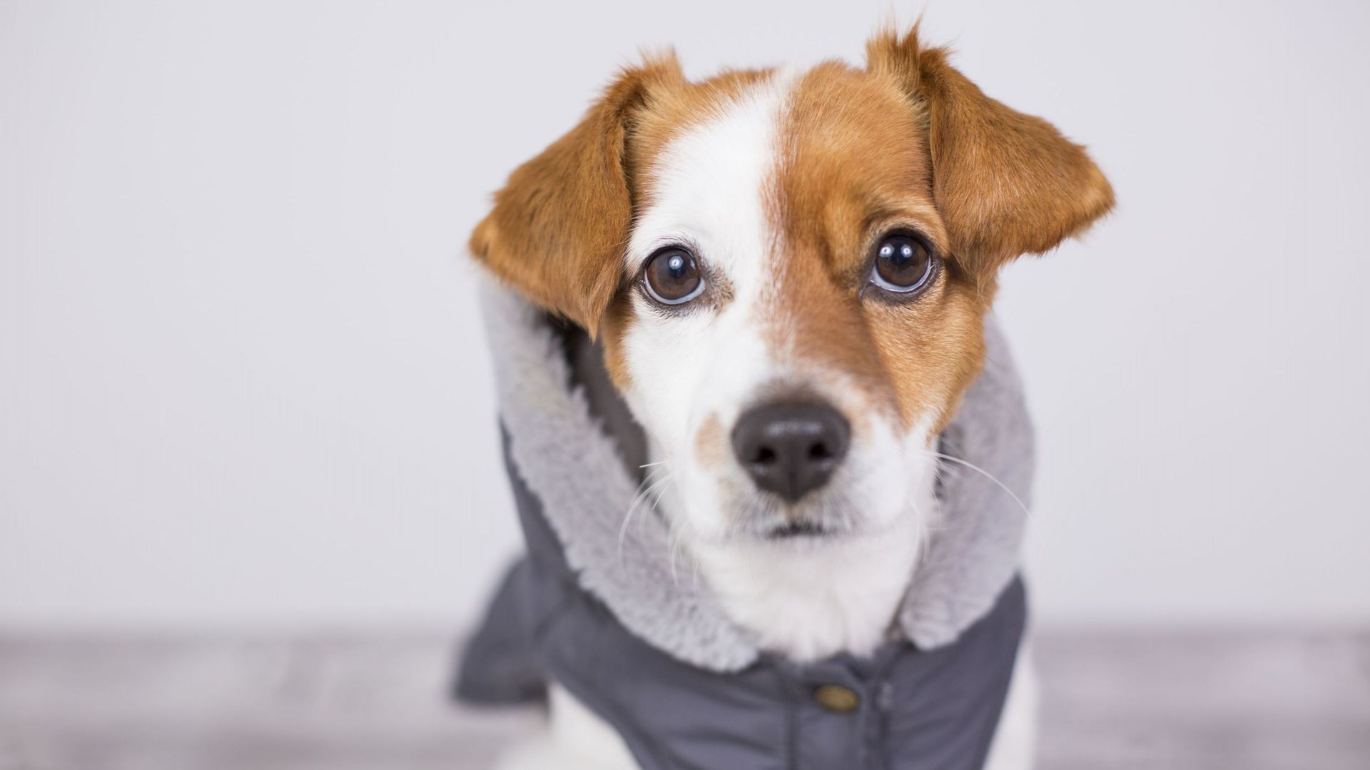 portrait of a young cute small dog wearing a grey coat with hood. He is looking a the camera, white background. Lifestyle and pets indoors.