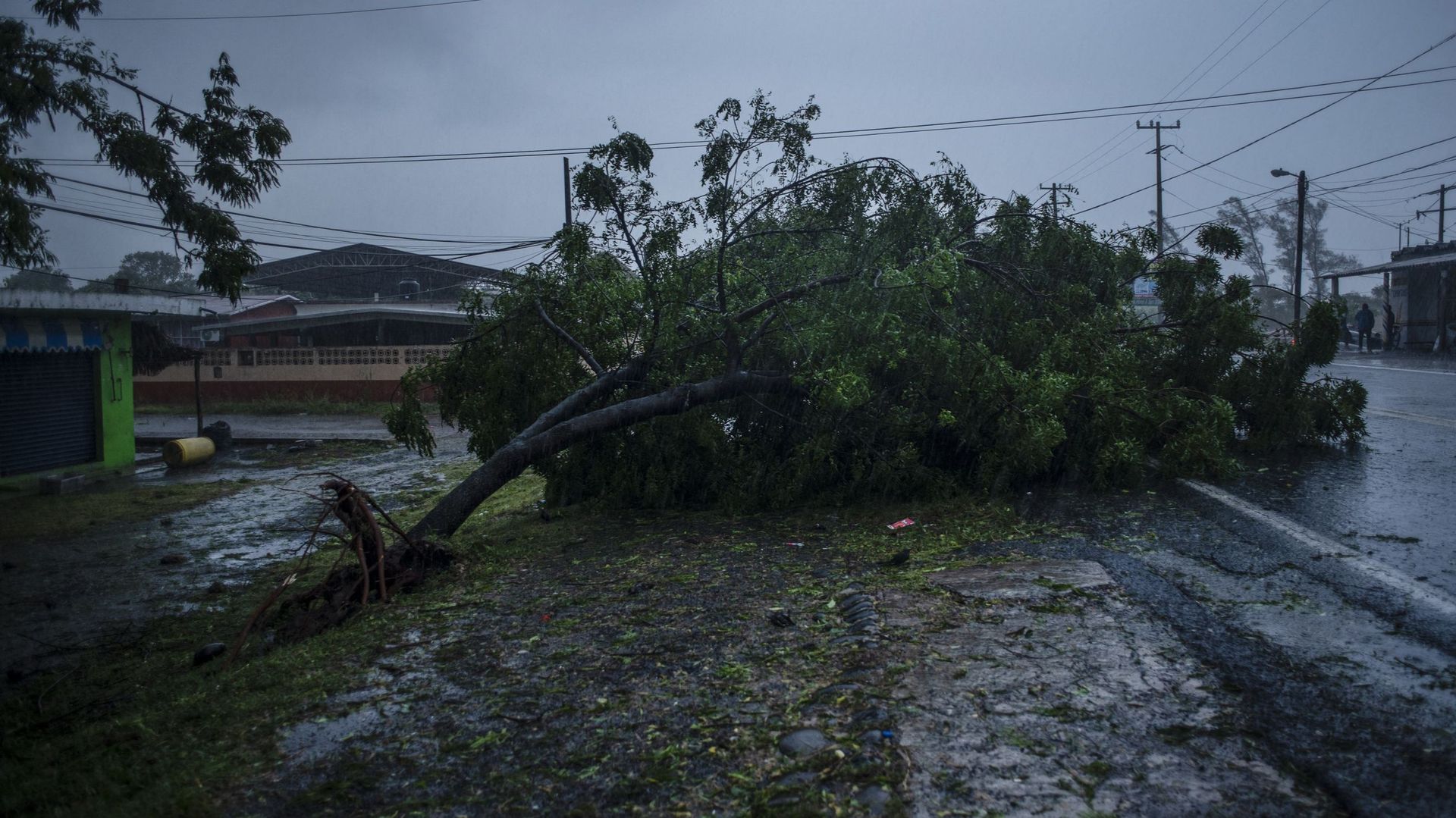 Vue d'un arbre tombé suite à l'arrivée de l'ouragan Grace à Tecolutla, Veracruz, Mexique, le 21 août 2021.
