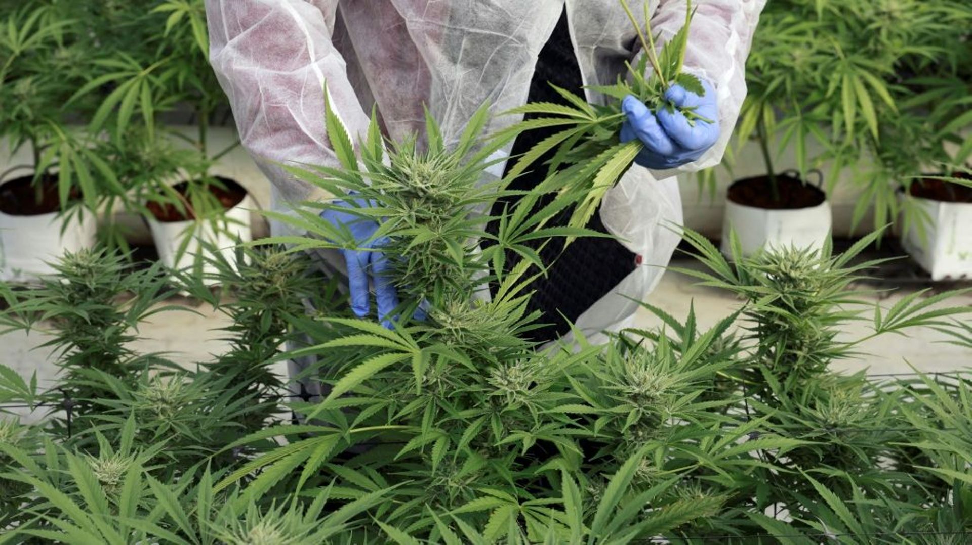 Un employé inspecte des plants de cannabis de l'entreprise de CBD thérapeutique, B.O.L Pharma, près de Moshav Yad Binyamin, le 1er février 2022 en Israël