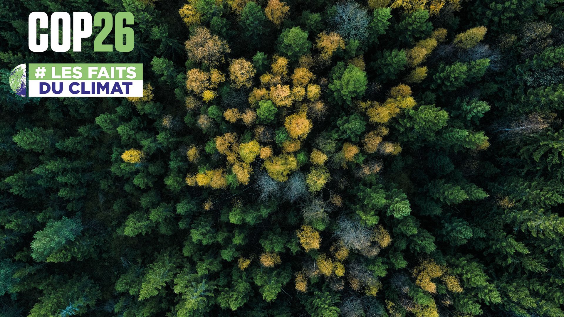 Déforestation, réchauffement climatique, incendies… Certaines forêts émettent plus de carbones qu’elles en absorbent