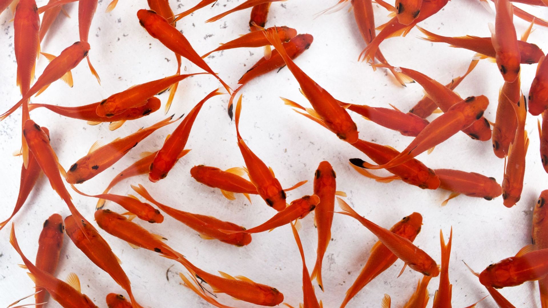 Les poissons rouges ne sont pas des lots de fêtes foraines, une