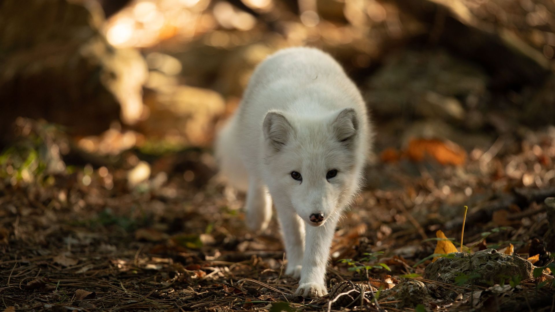 Trois renards polaires ont élu domicile au Parc animalier de Han-sur-Lesse.