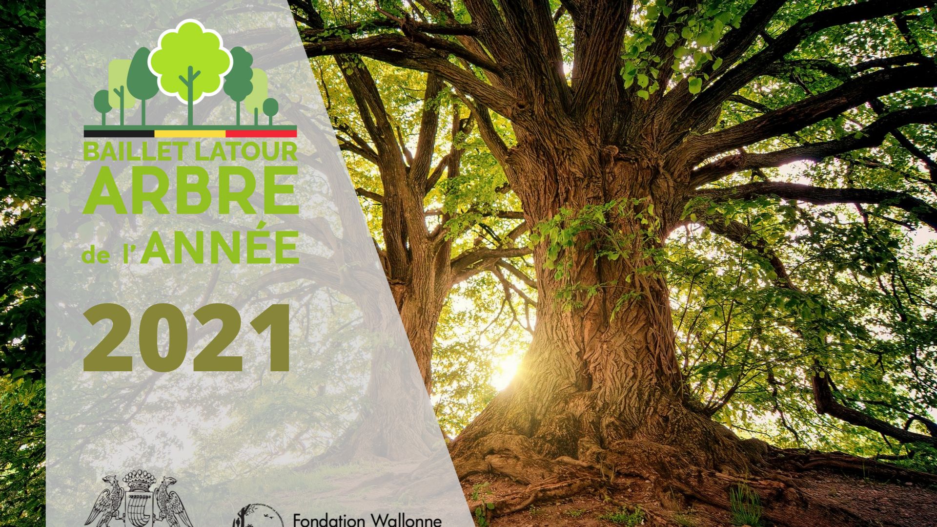 Votez pour l'arbre de l'année 2021