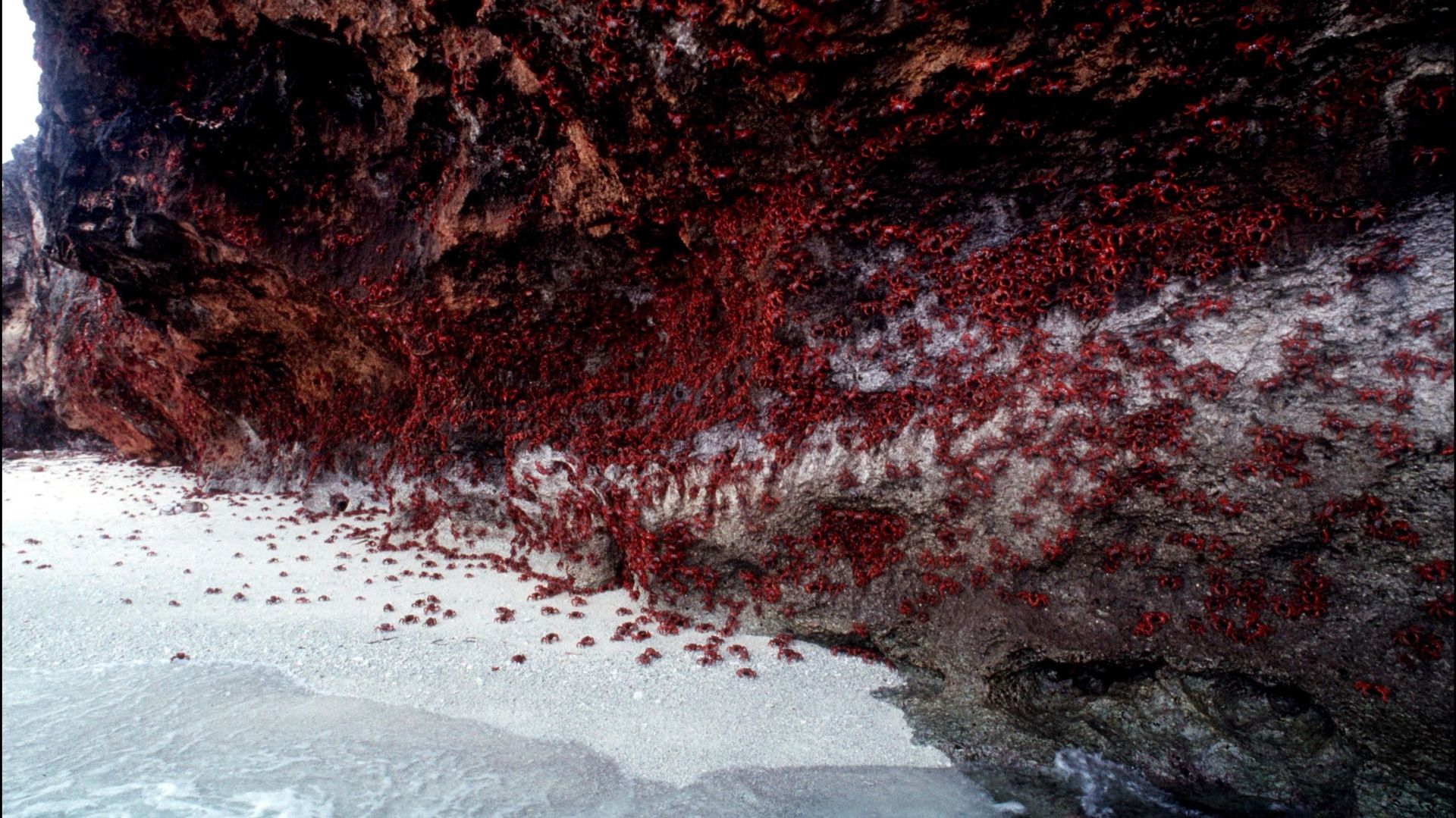 Qu’est ce qui provoque cette invasion de crabes rouges sur une île australienne ?