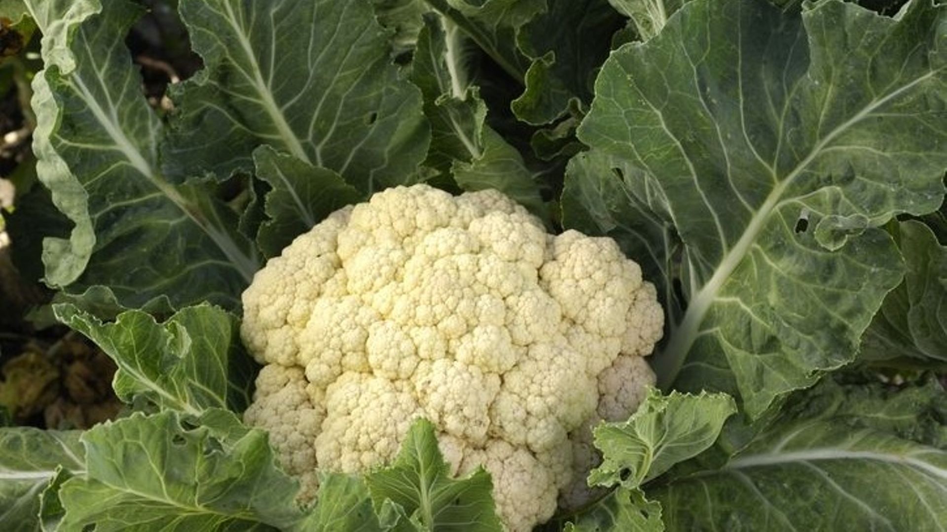 Le chou fleur se cultive très bien dans nos régions