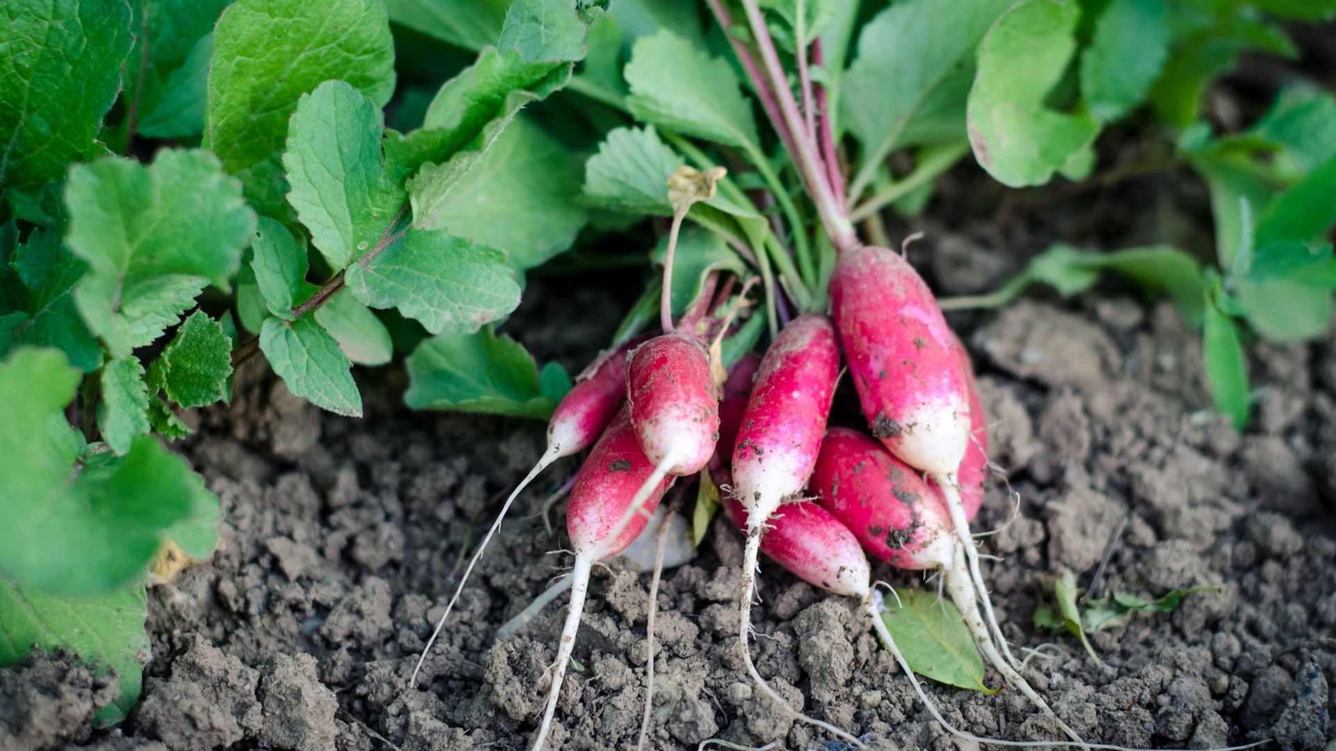 Le radis se décline sous de nombreuses variétés. Il se cultive aussi bien en pleine terre qu’en pot ou en jardinière.