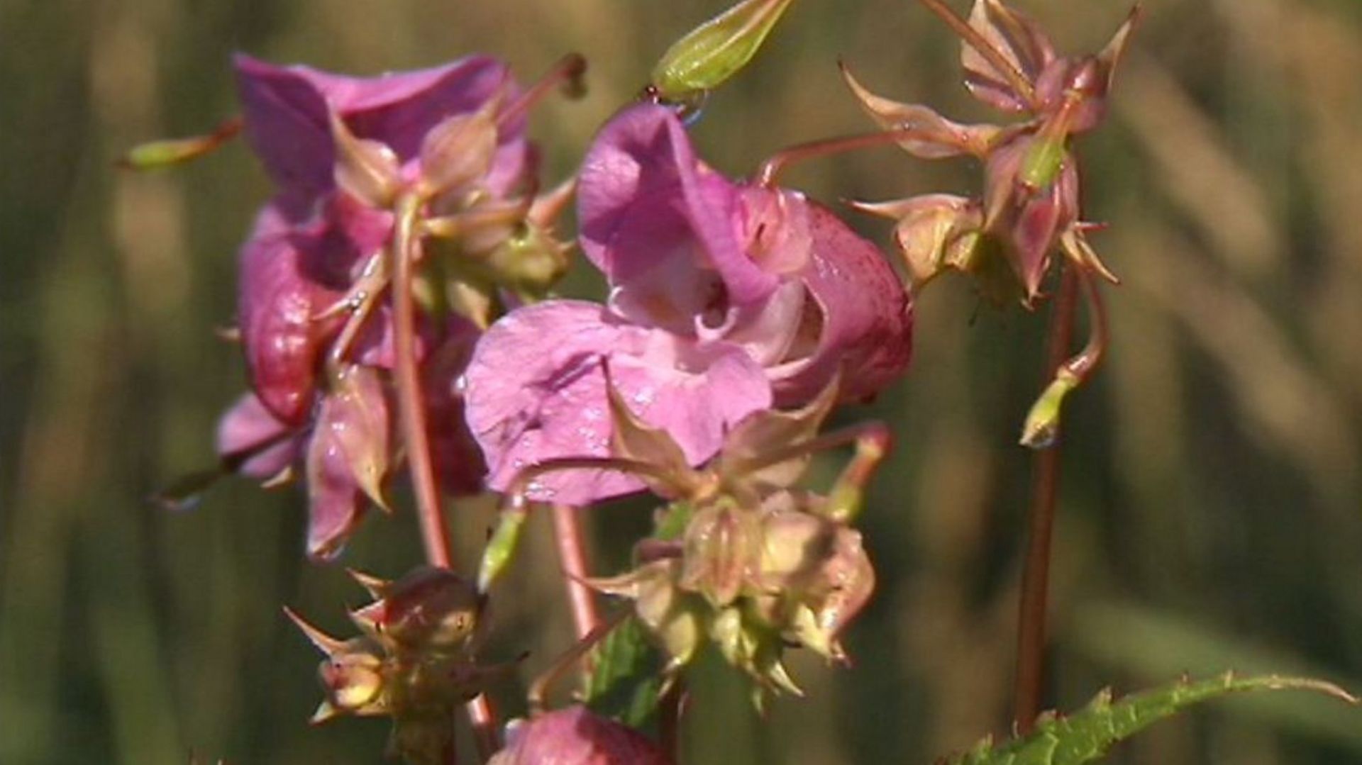 Les fleurs de la balsamine de l’Himalaya. Une plante peut contenir jusqu’à 800 graines.